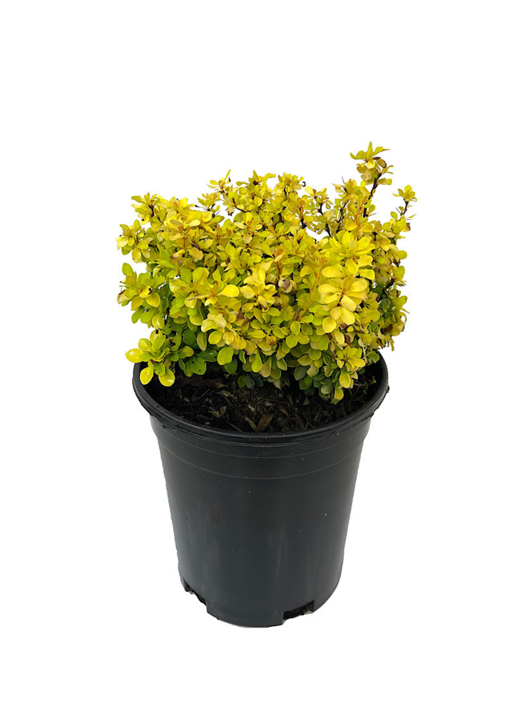 Berberis thunbergii 'Joyce' 1 Gallon