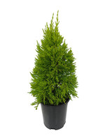 Cupressus macrocarpa 'Donard Gold' 1 Gallon