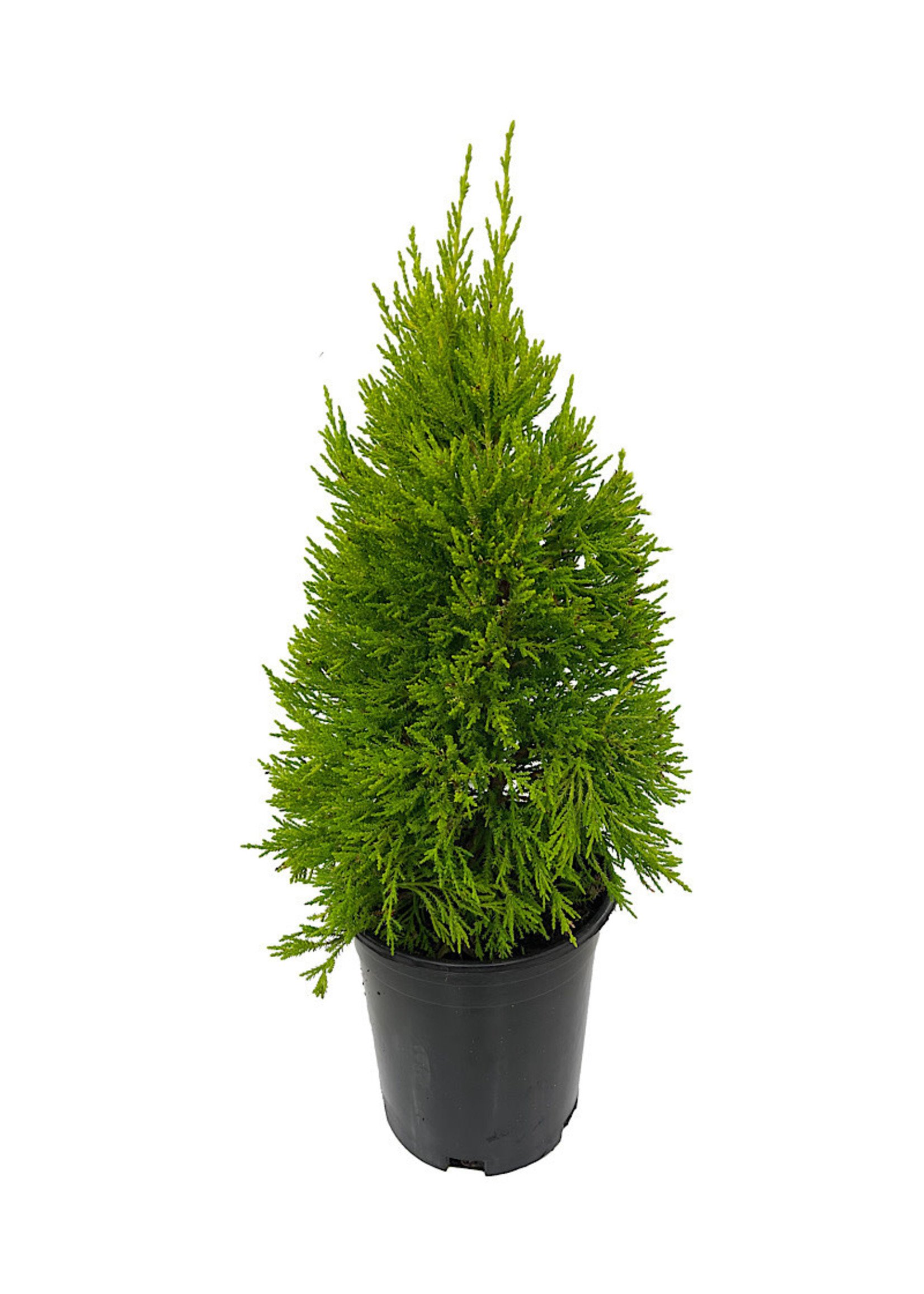 Cupressus macrocarpa 'Donard Gold' 1 Gallon