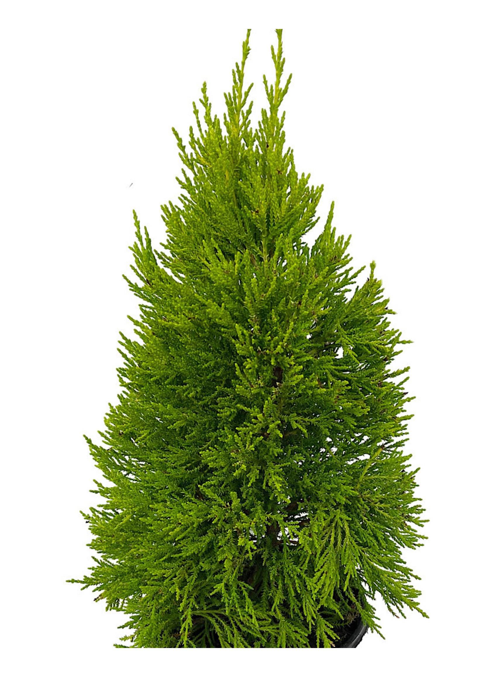 Cupressus macrocarpa 'Donard Gold' 1 Gallon