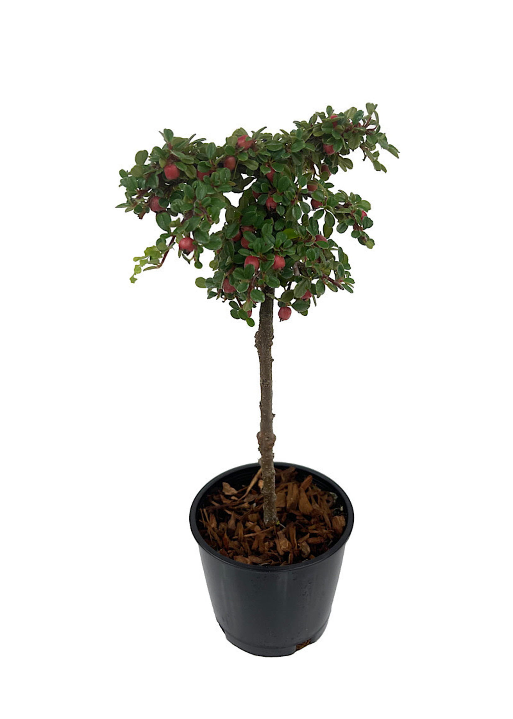 Cotoneaster dammeri 'Strieb's Findling' Topiary Ball 4 Inch