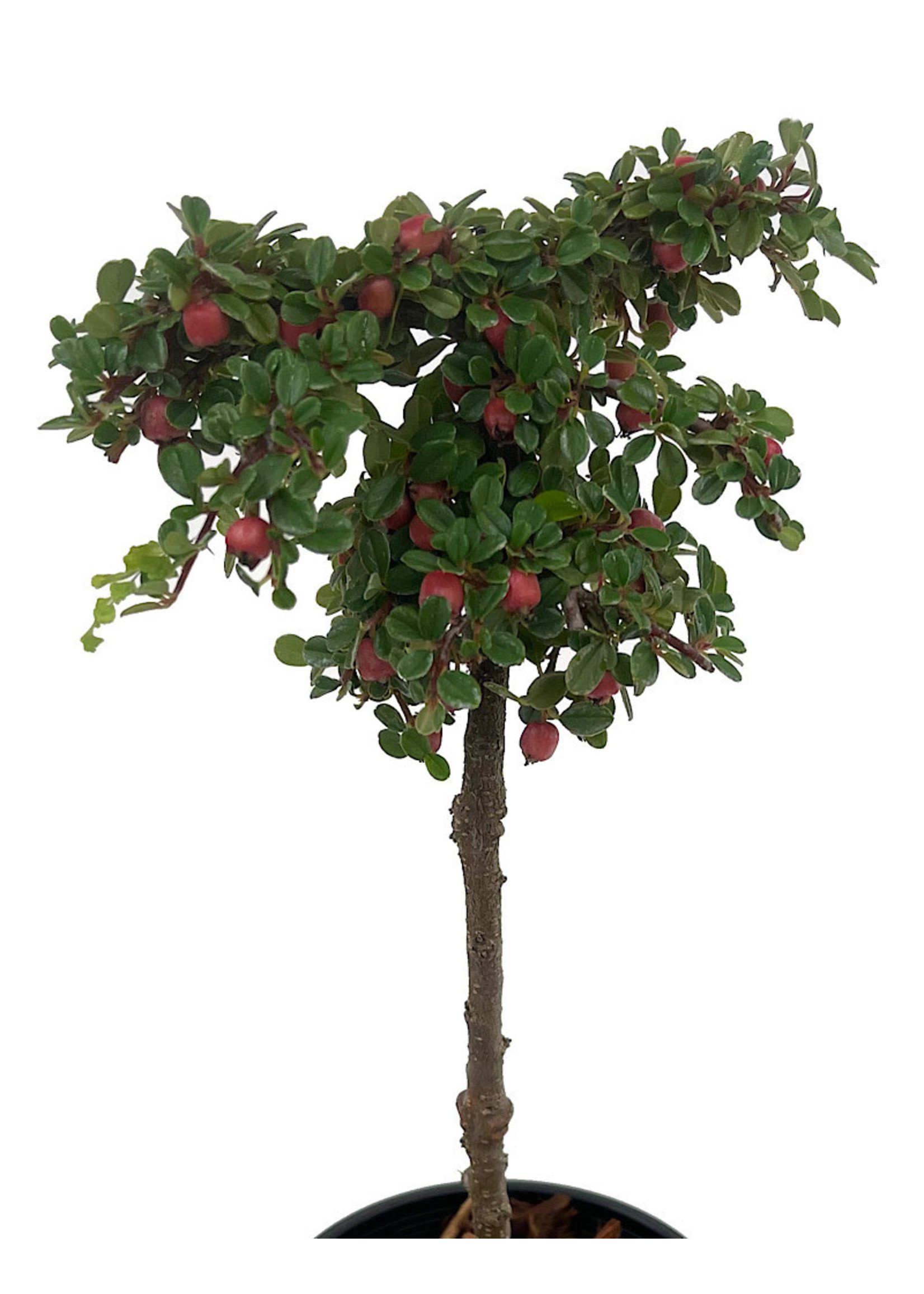 Cotoneaster dammeri 'Strieb's Findling' Topiary Ball 4 Inch