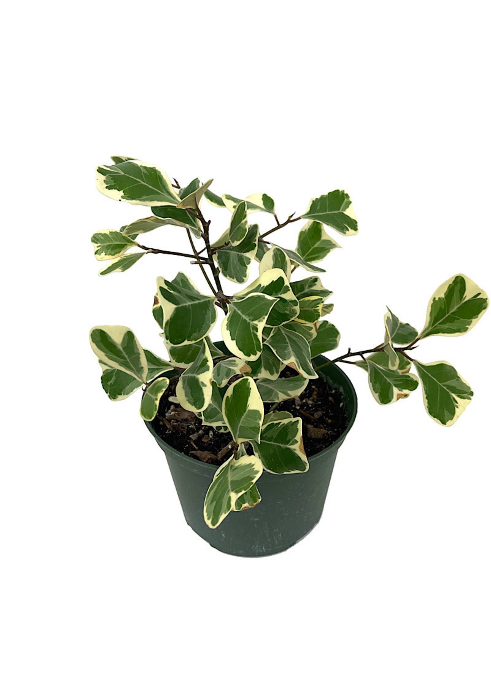 Ficus triangularis 'Variegated' 6 Inch