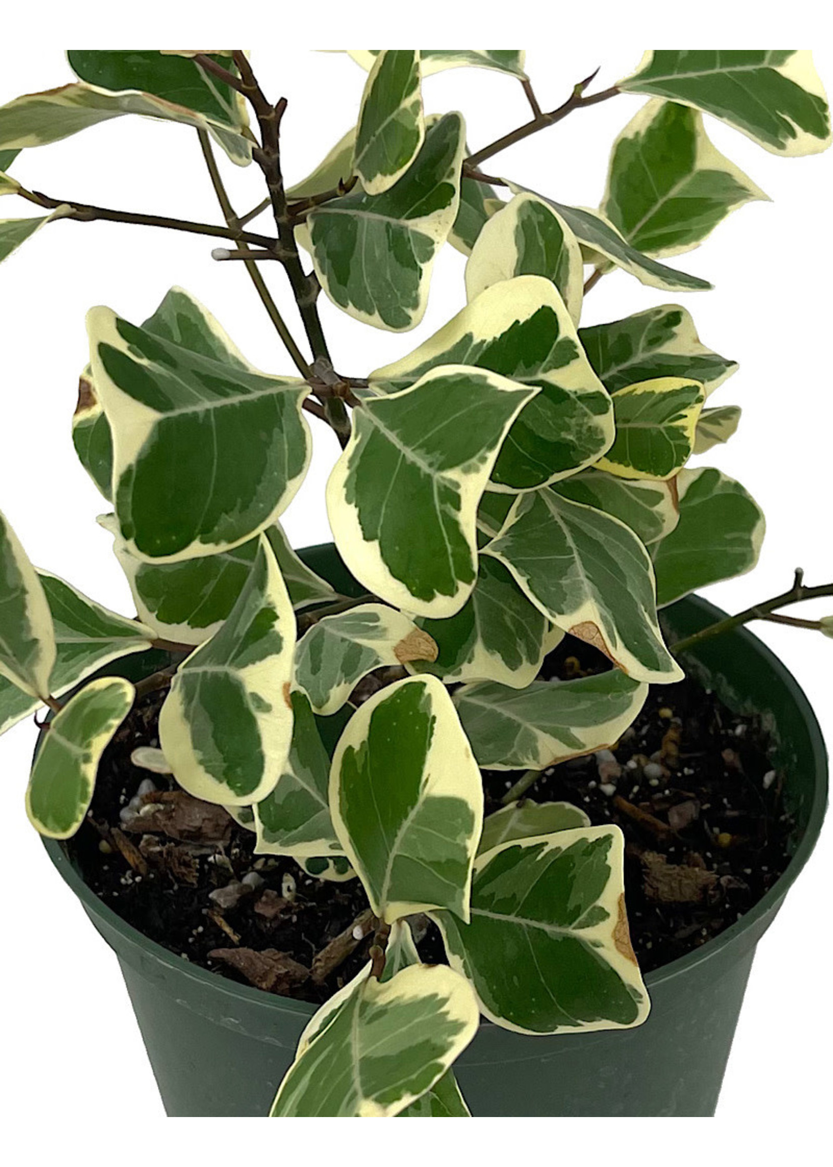 Ficus triangularis 'Variegated' 6 Inch