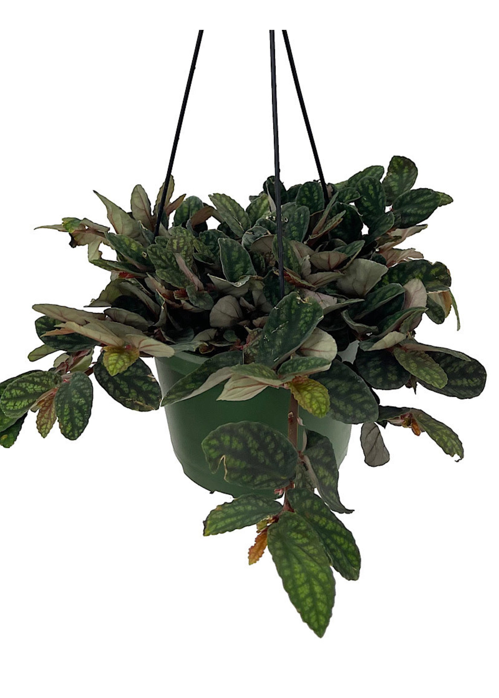 Pellionia pulchra 6 Inch Hanging Basket