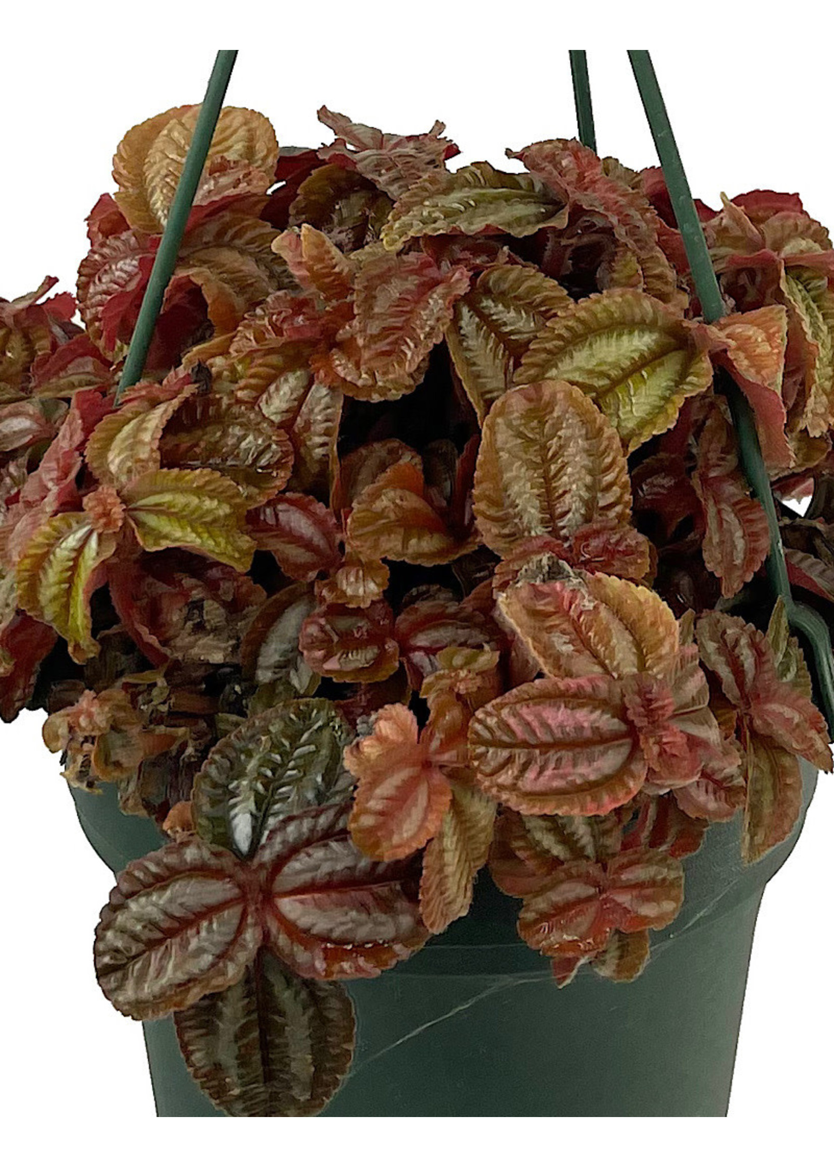 Pilea 'Red Leaf' 6 Inch Hanging Basket