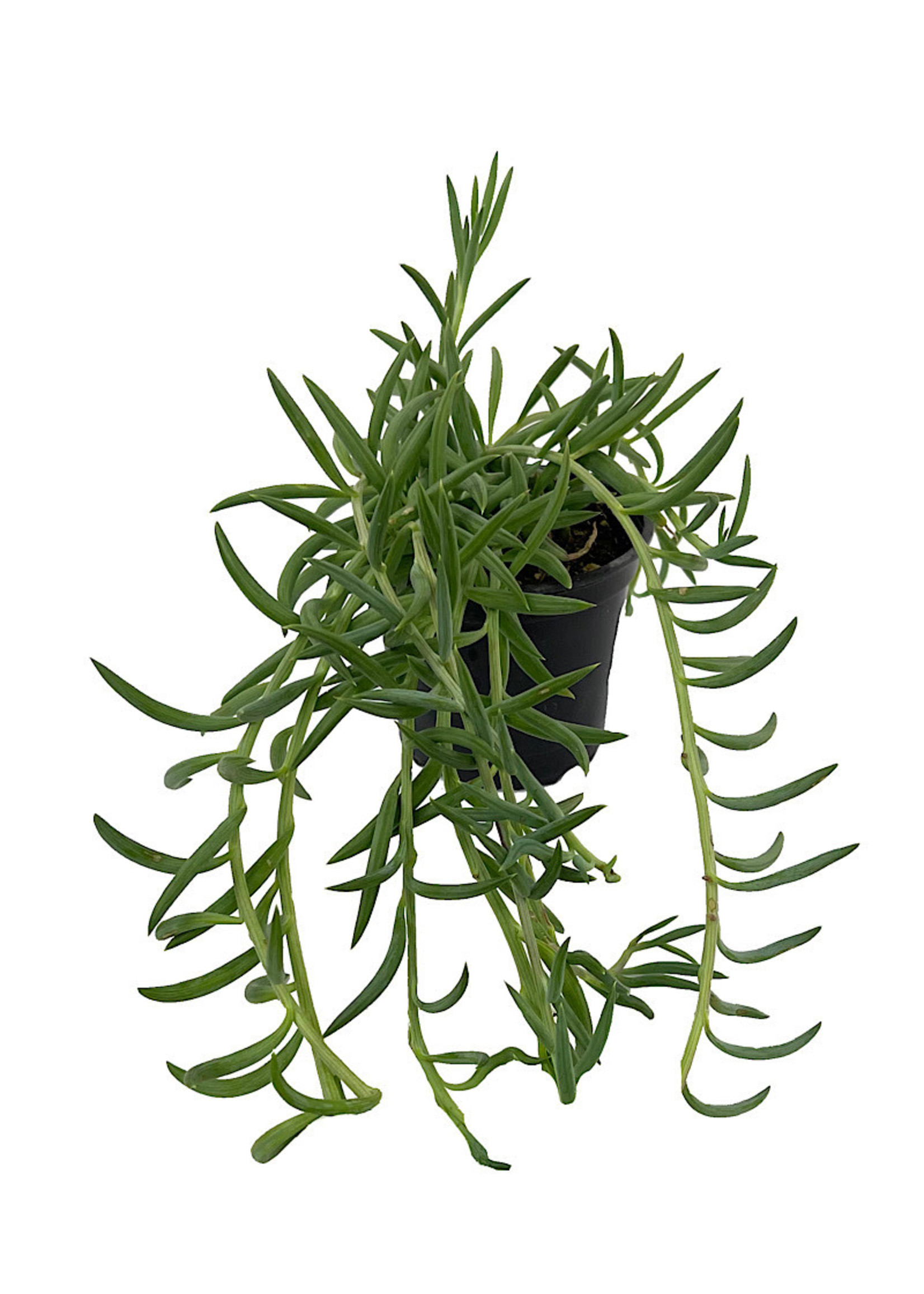 Senecio radicans 4 Inch