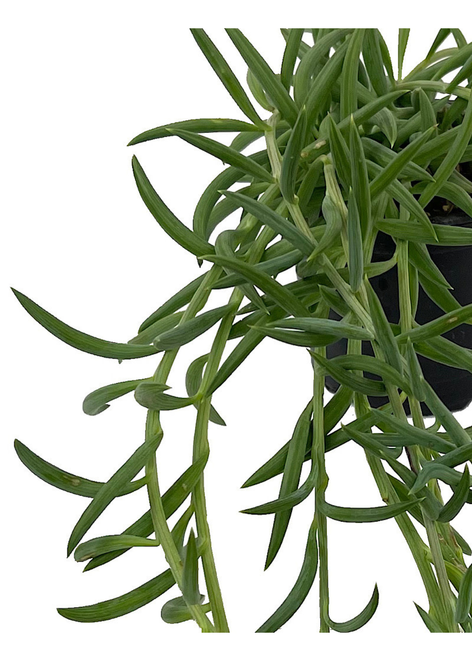 Senecio radicans 4 Inch