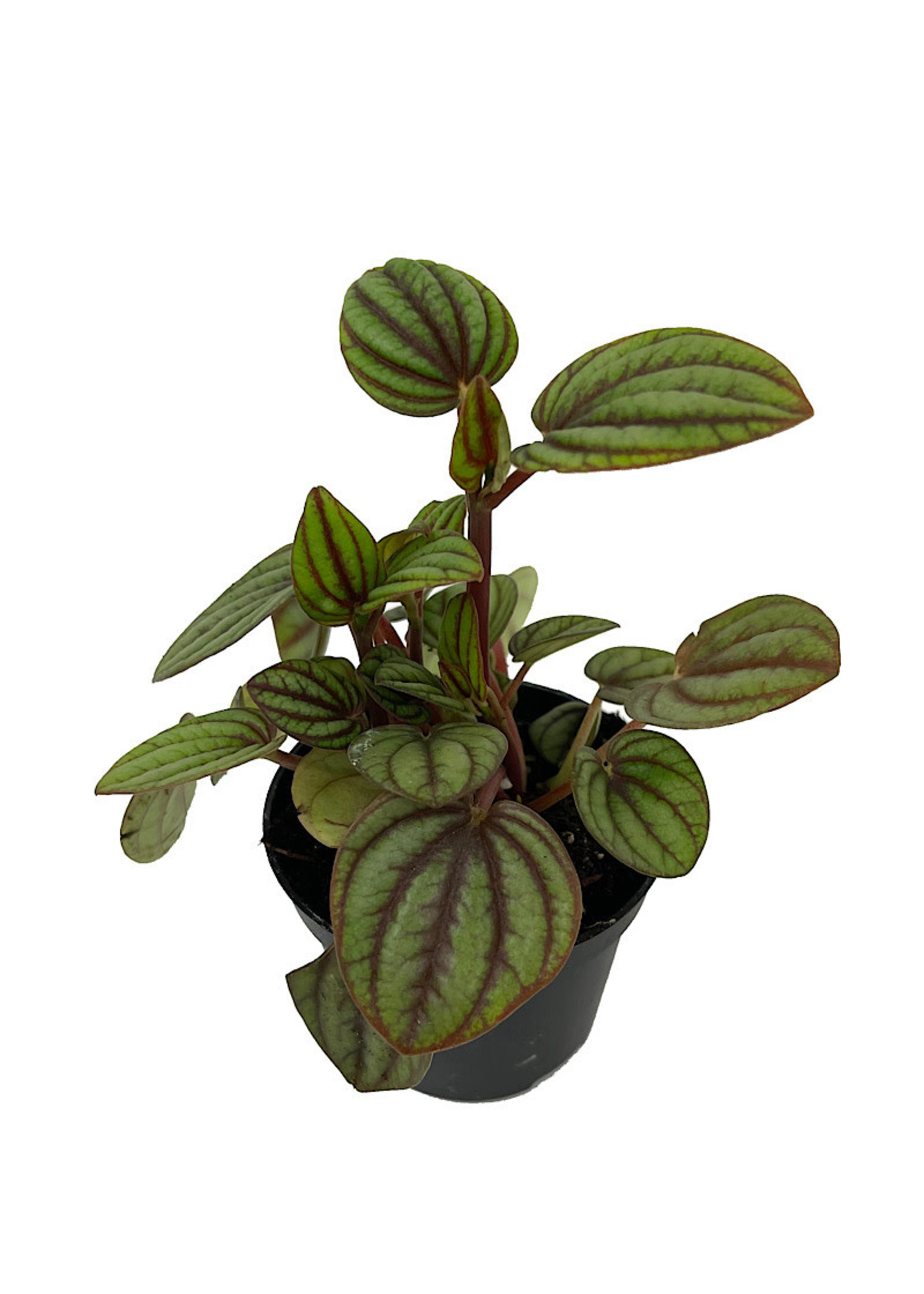 Peperomia ‘Piccolo Banda' 2 Inch