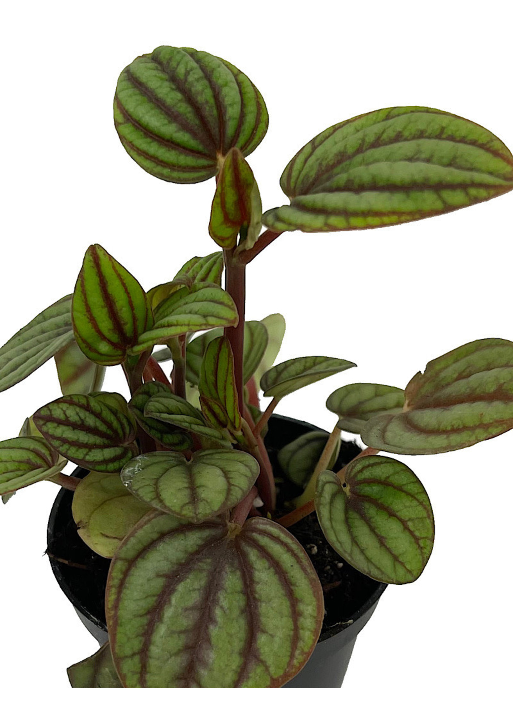 Peperomia ‘Piccolo Banda' 2 Inch