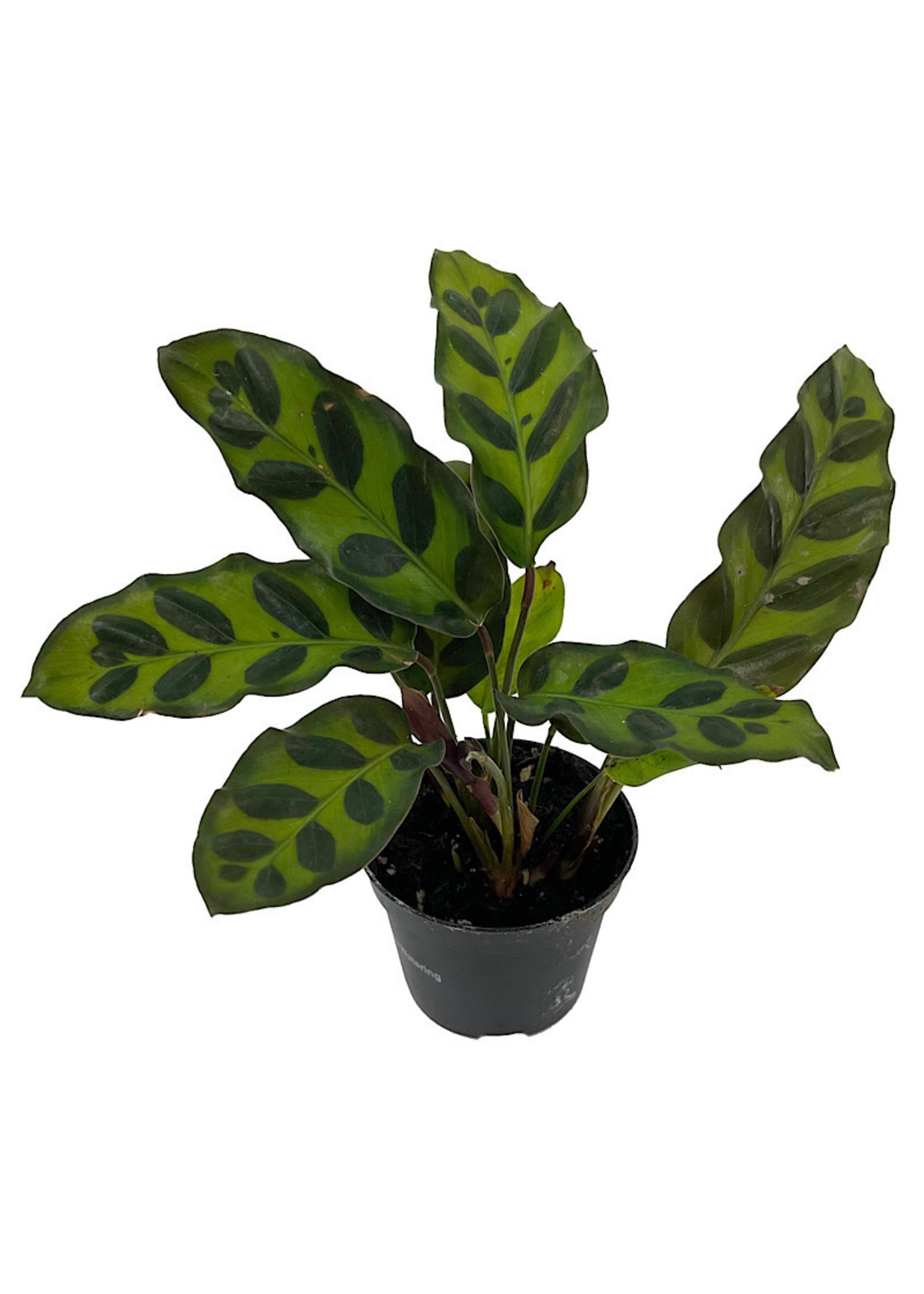 Calathea Lancifolia