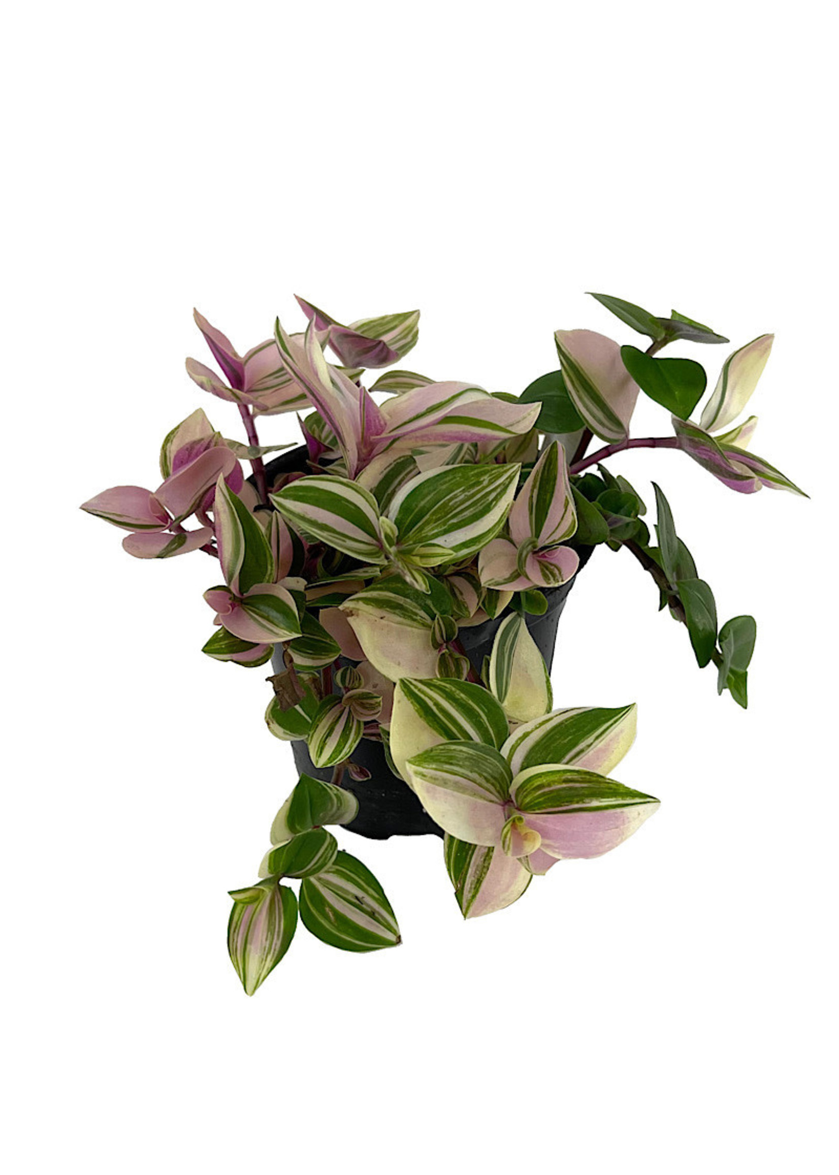 Tradescantia tricolor ‘Pink Princess’ 4 Inch