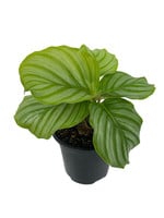 Calathea orbifolia Quart