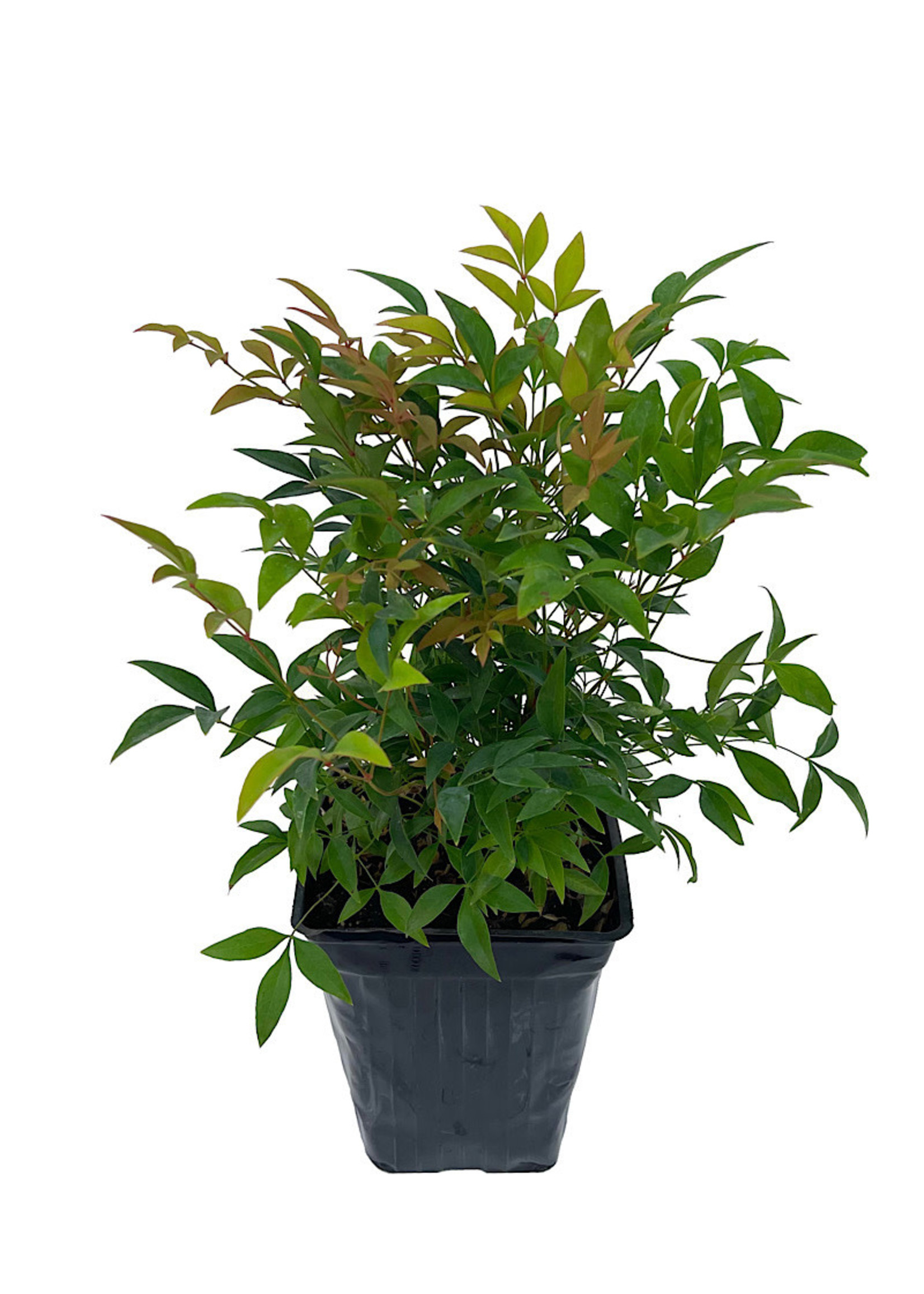 Nandina domestica 'Gulf Stream'