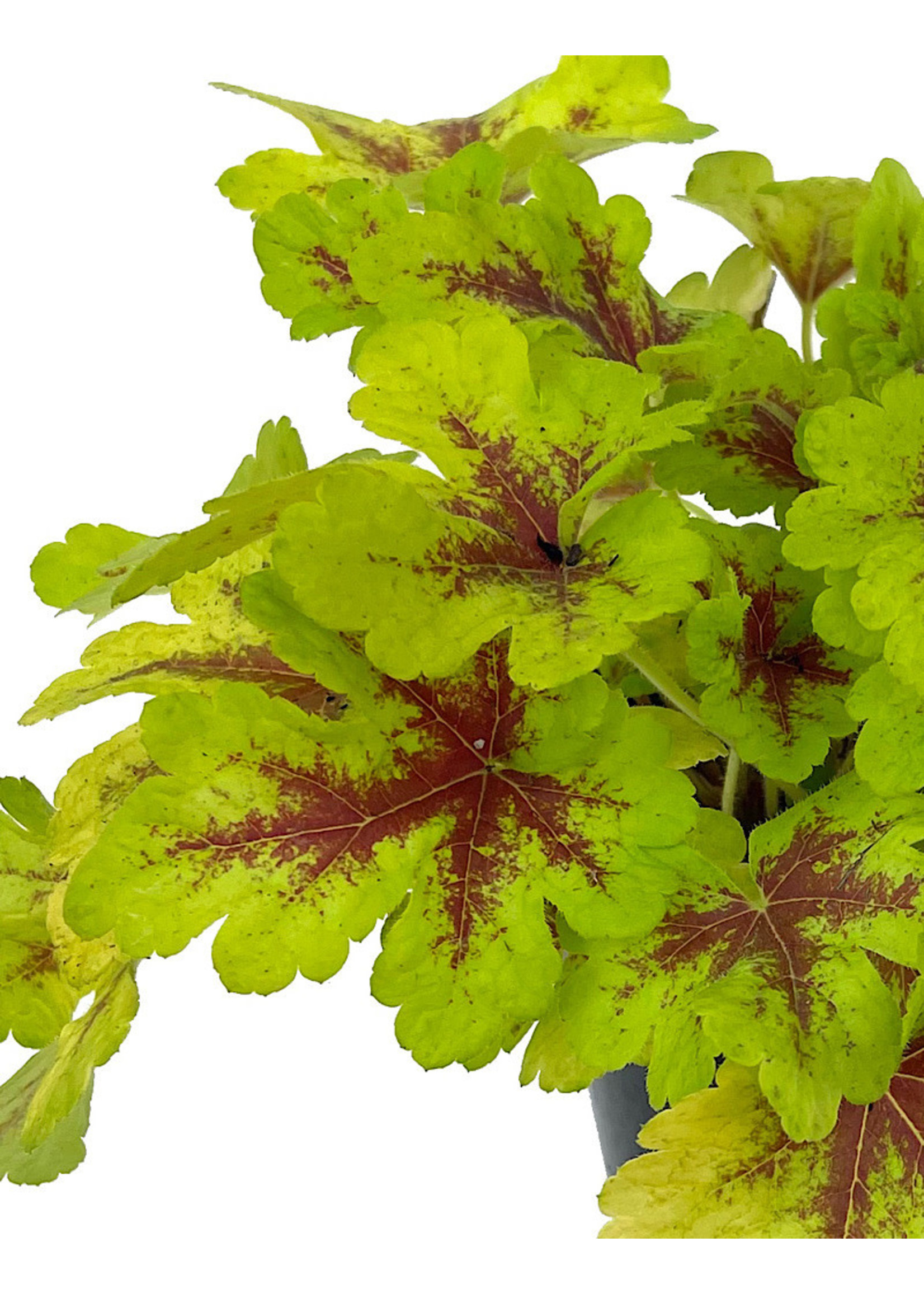 Heucherella 'Mojito' Quart