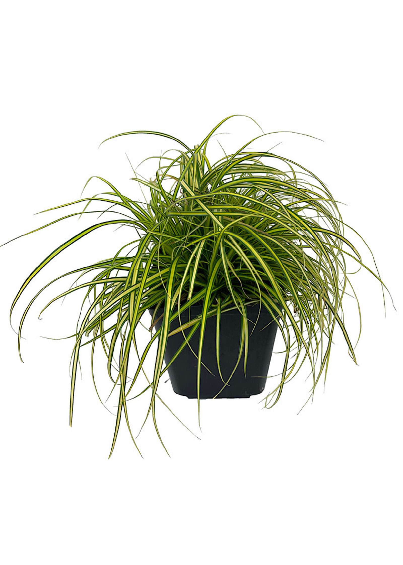 Carex oshimensis 'EverColor Eversheen' 1 Gallon