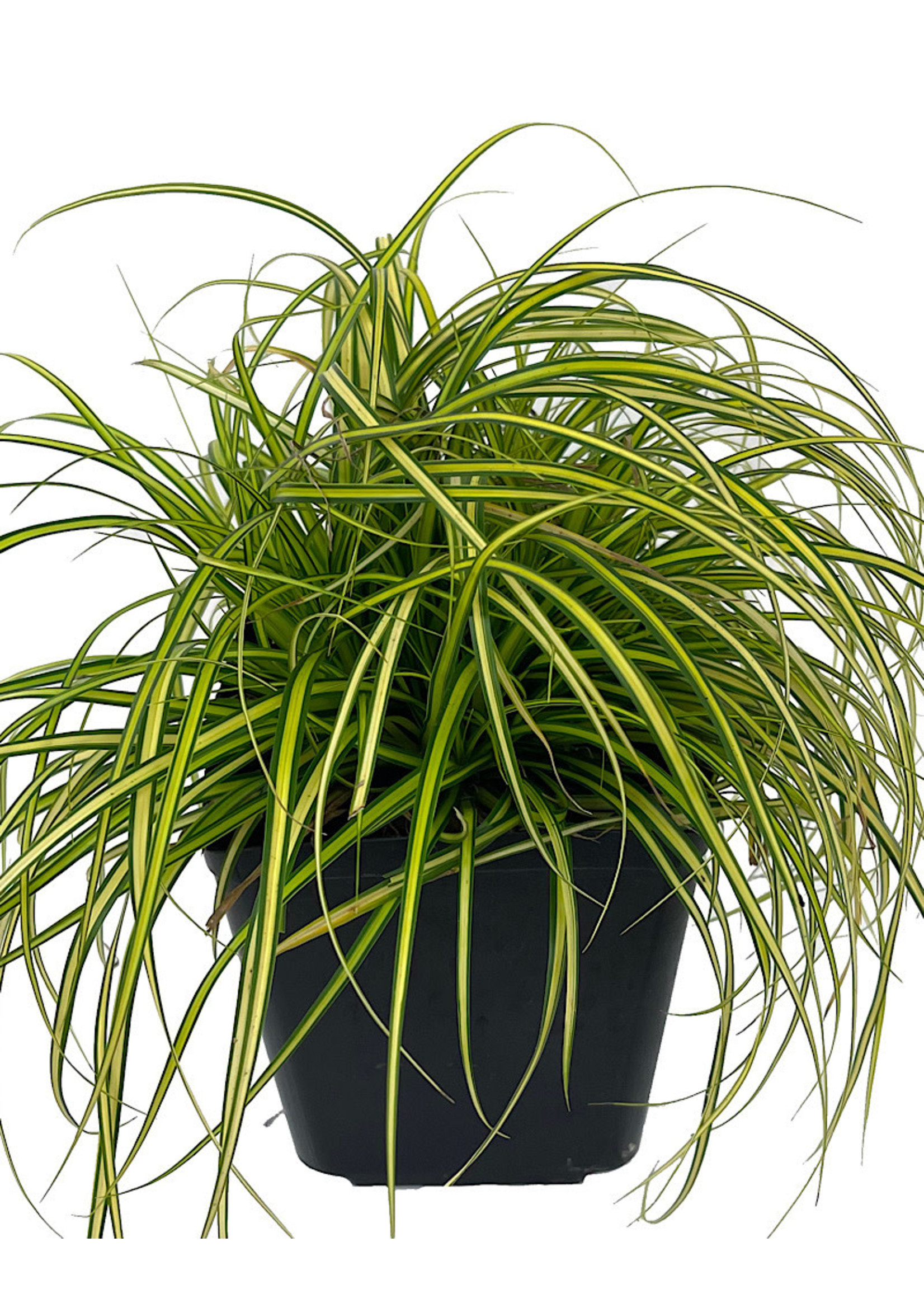 Carex oshimensis 'EverColor Eversheen' 1 Gallon