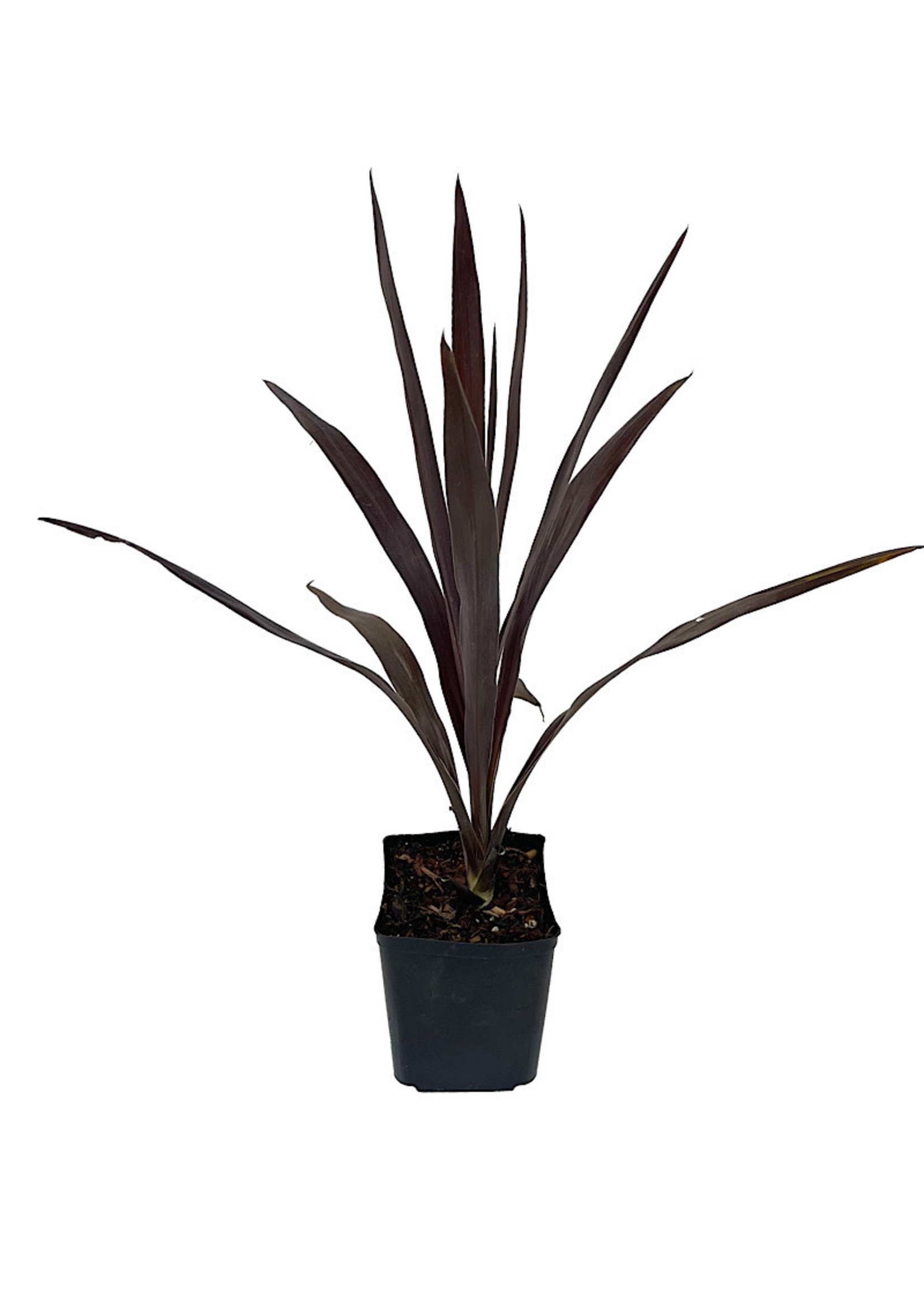 Cordyline obtecta 'Superstar' 1 Gallon