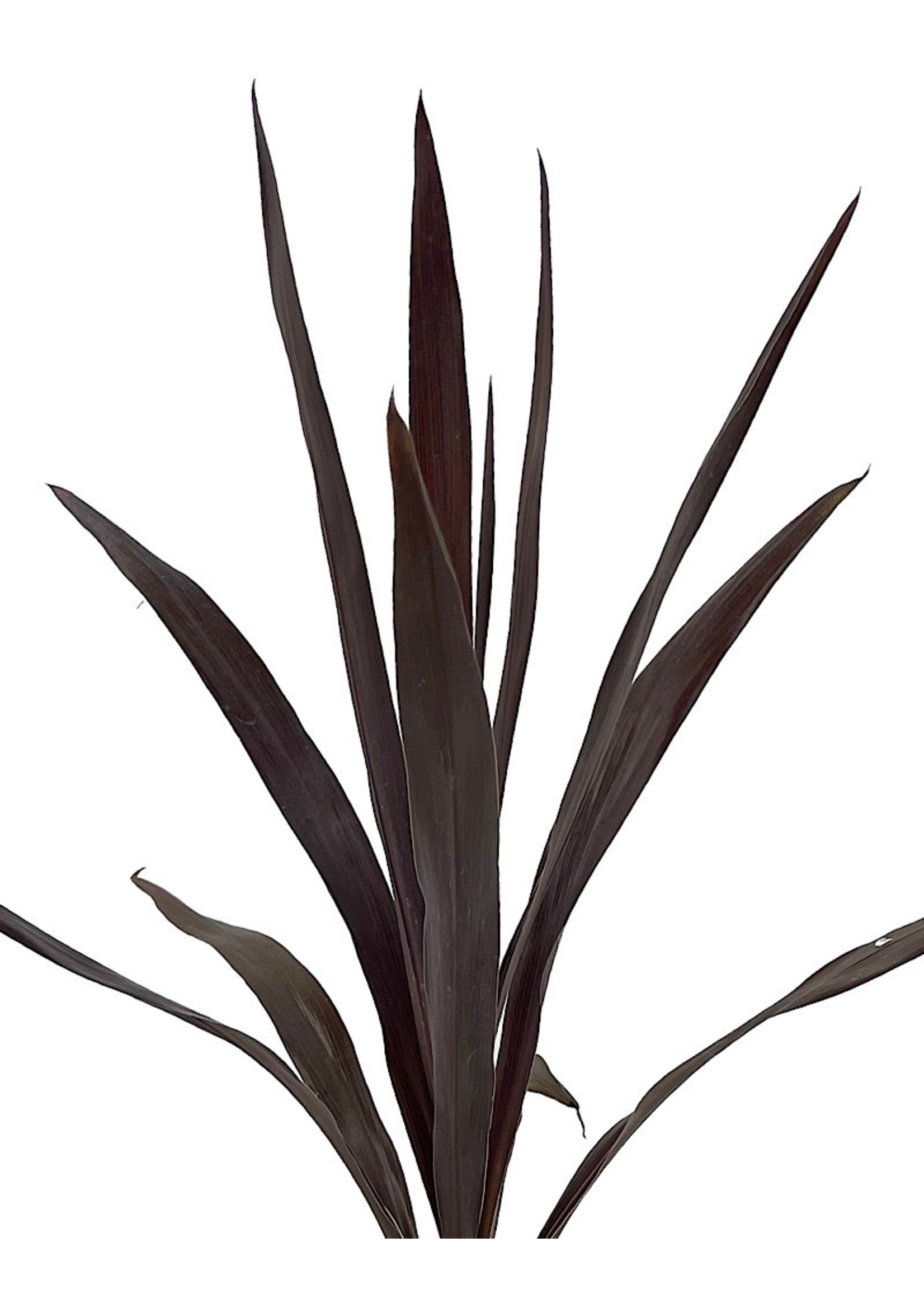 Cordyline obtecta 'Superstar' 1 Gallon