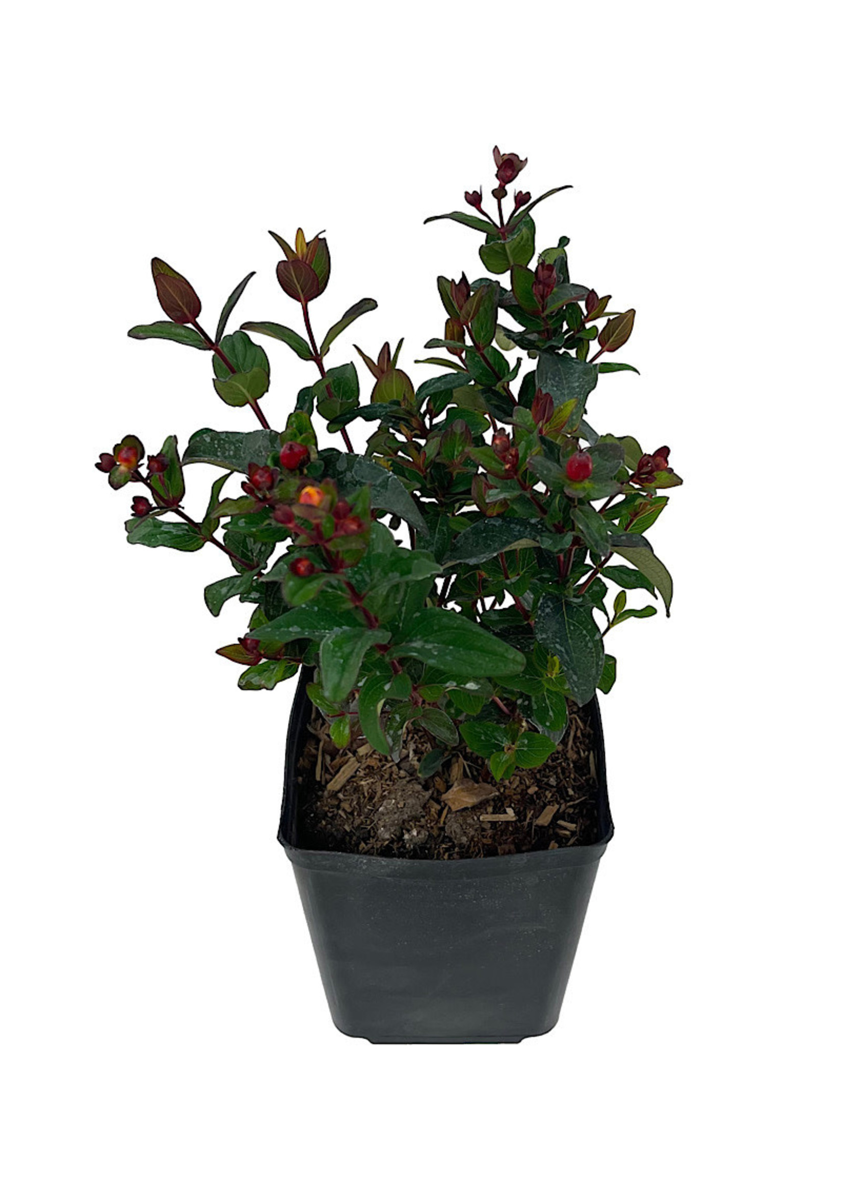 Hypericum 'Magical Midnight Glow' 1 Gallon