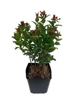 Hypericum 'Magical Universe' 1 Gallon