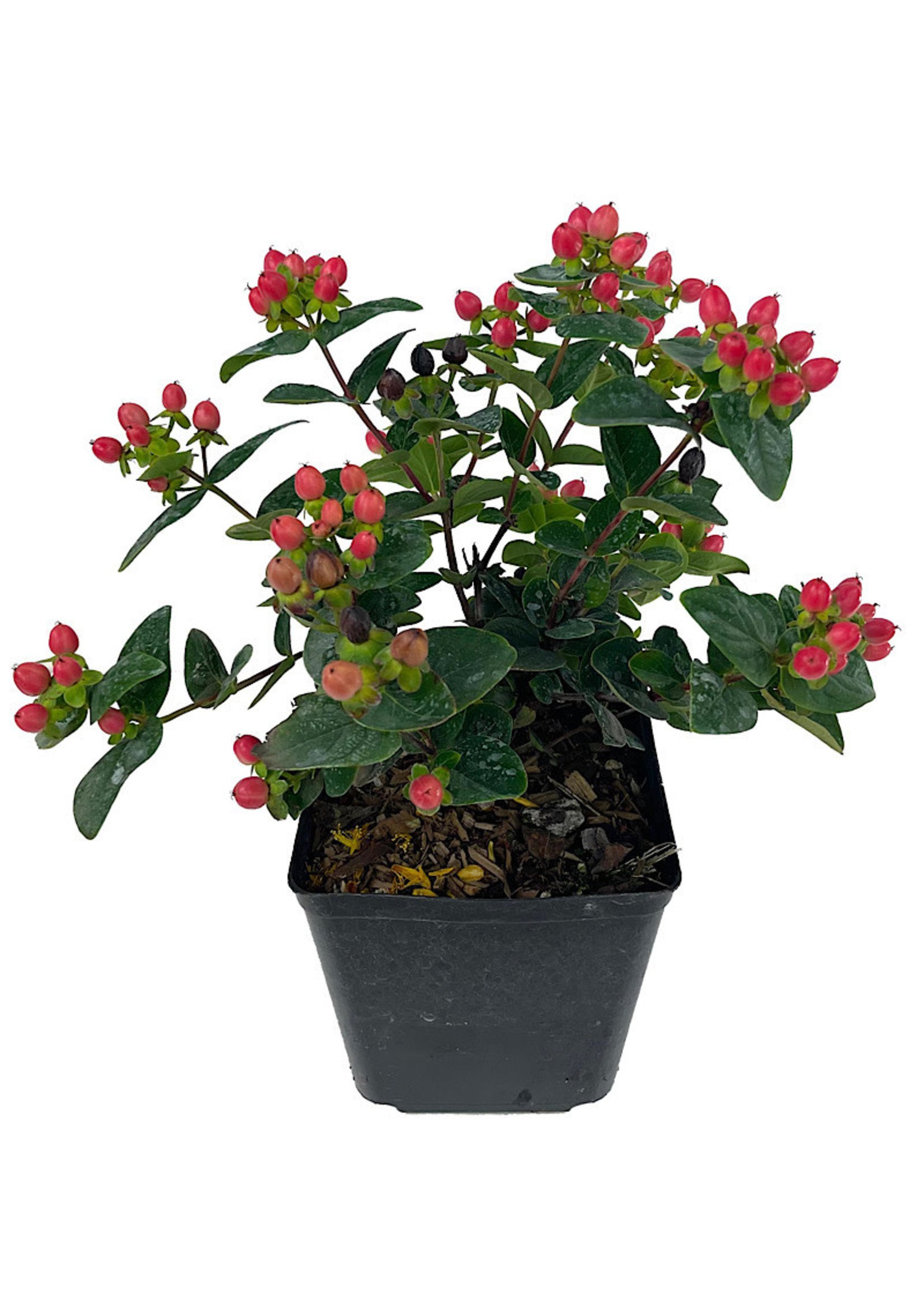 Hypericum 'Miracle Grandeur' 1 Gallon