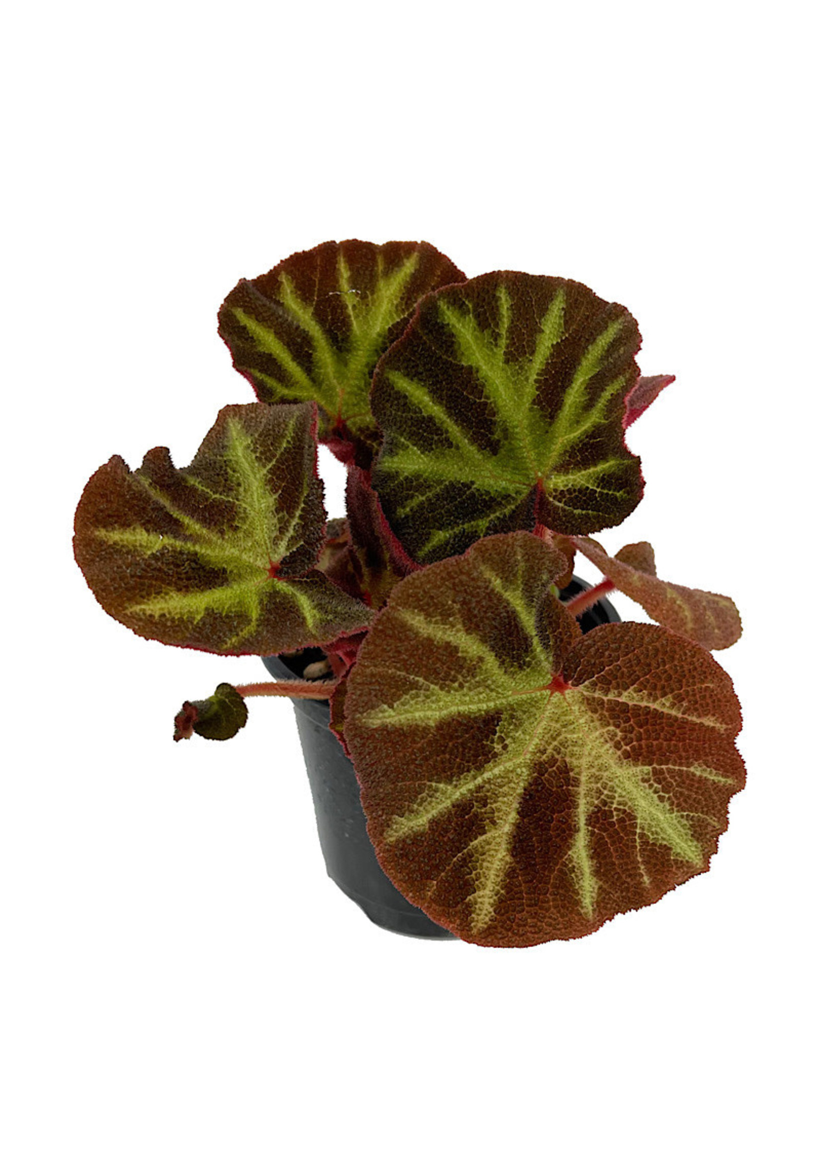 Begonia 'Soli-Mutata' Quart