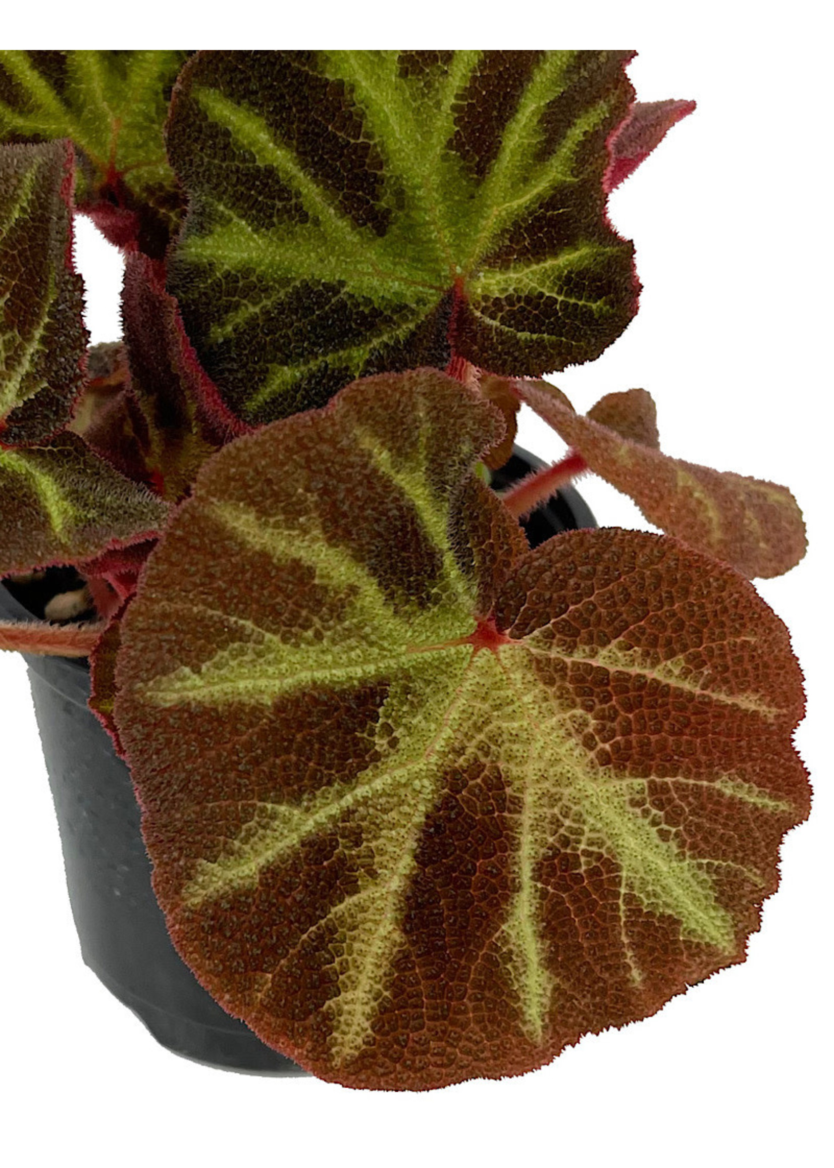 Begonia 'Soli-Mutata' Quart