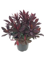 Euphorbia 'Ruby Glow' Quart
