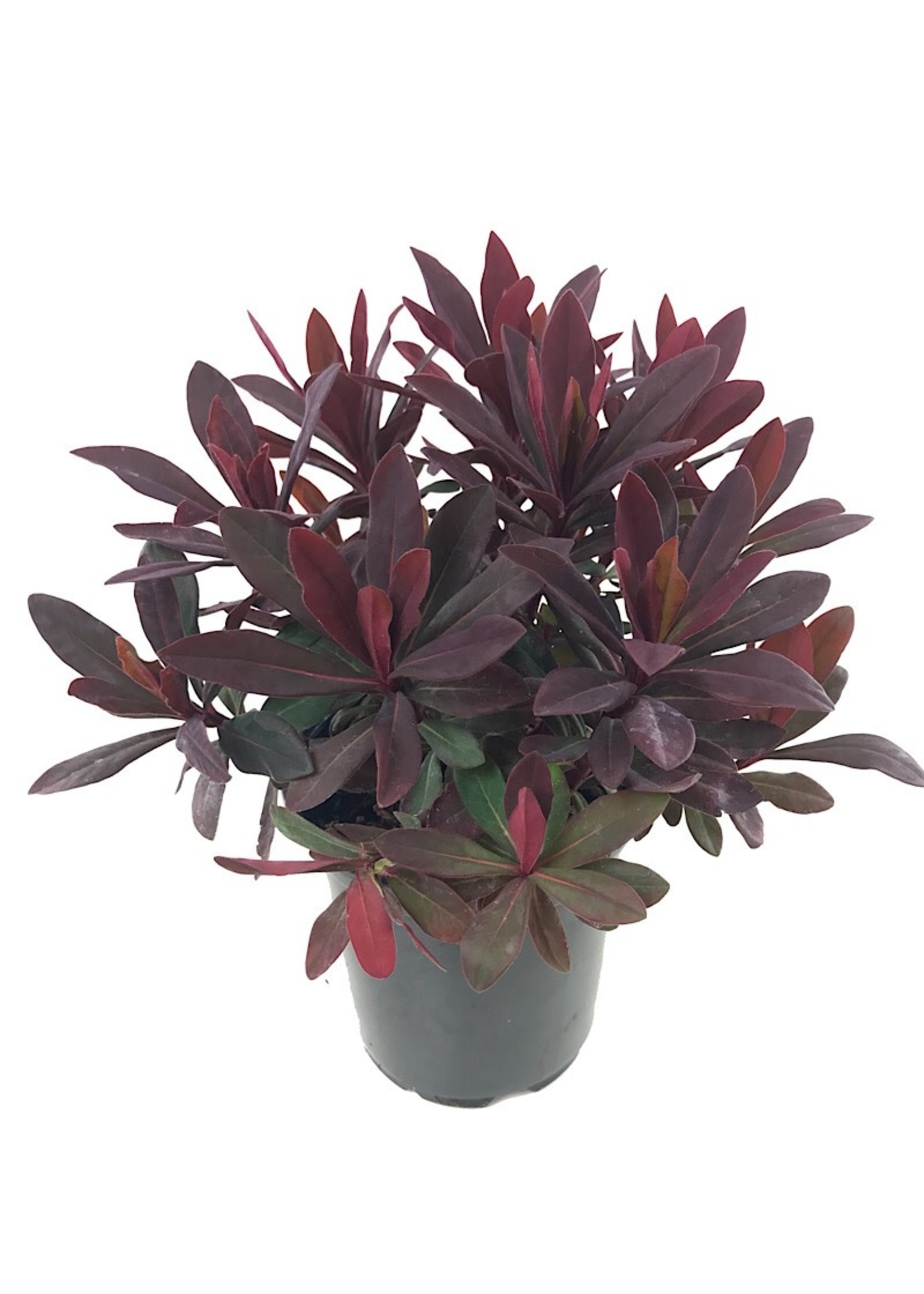 Euphorbia 'Ruby Glow' Quart