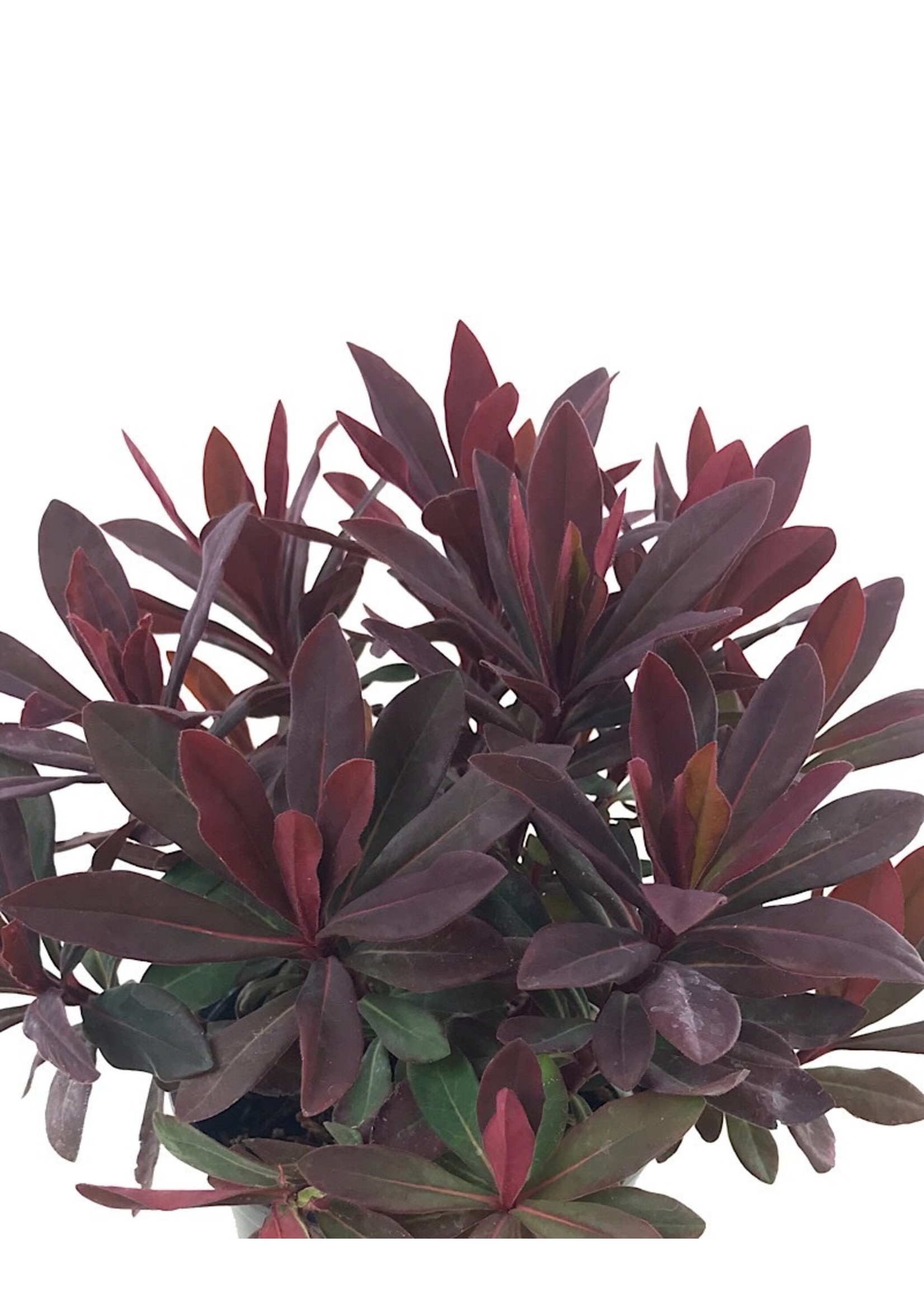 Euphorbia 'Ruby Glow' Quart