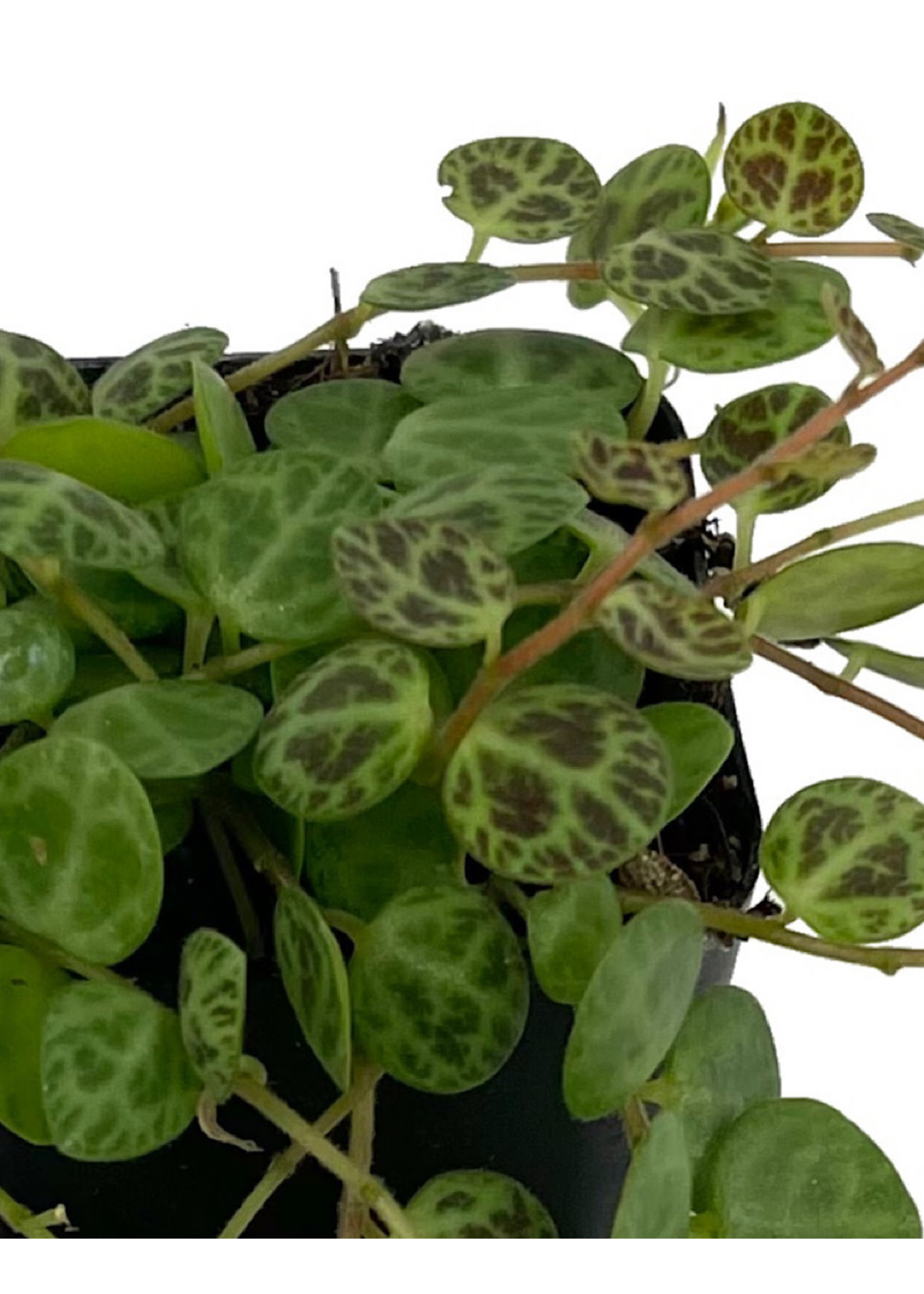 Peperomia prostrata 'String of Turtles' 2 inch