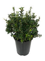 Osmanthus delavayi x heterophylla 1 Gallon