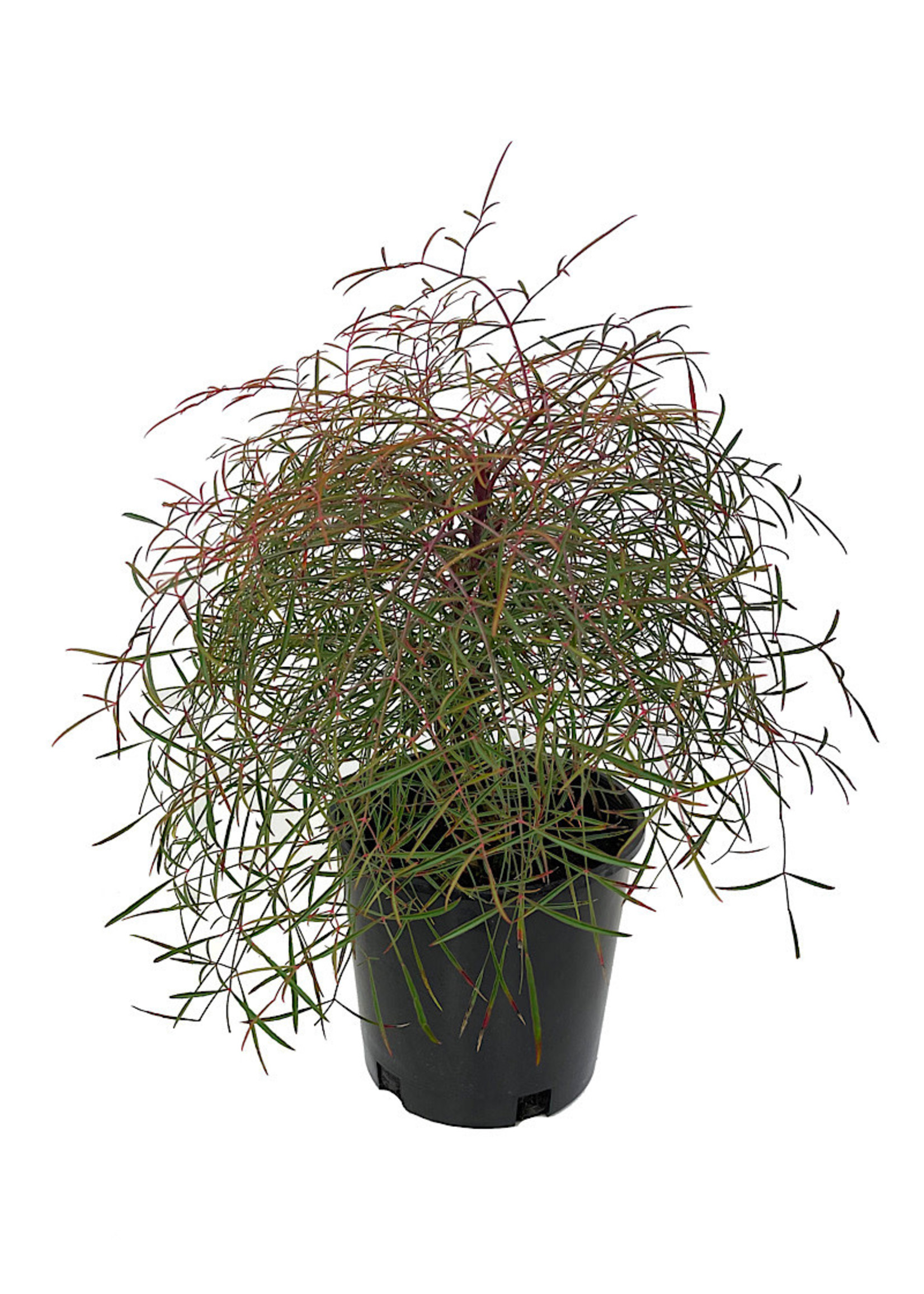 Nandina domestica 'Chime' 2 Gallon