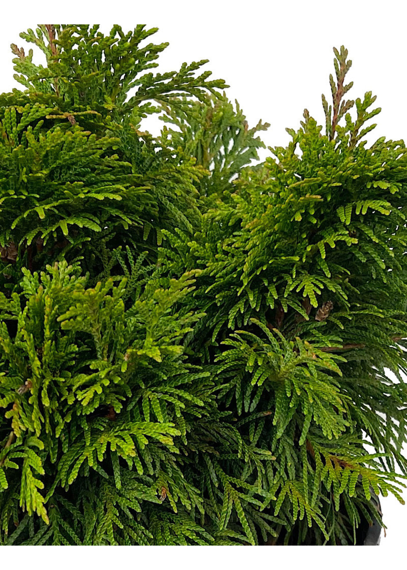 Thuja plicata 'Grune Kugel' 2 Gallon