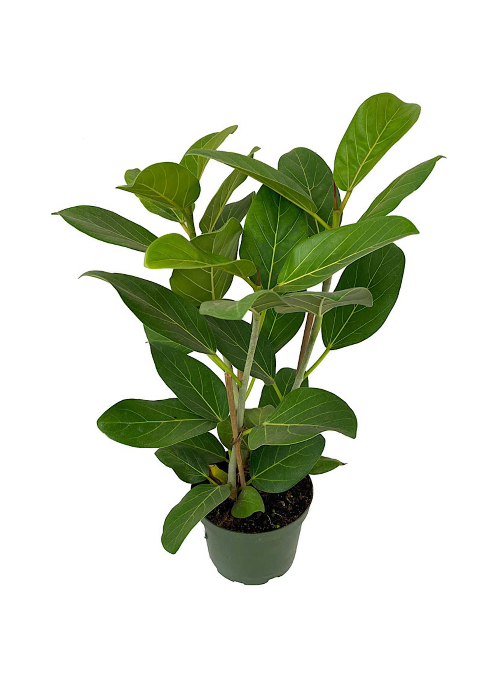 Ficus altissima 'Variegata' 6 Inch