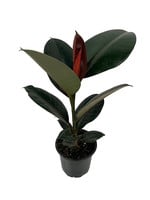 Ficus elastica 'Burgundy' Quart