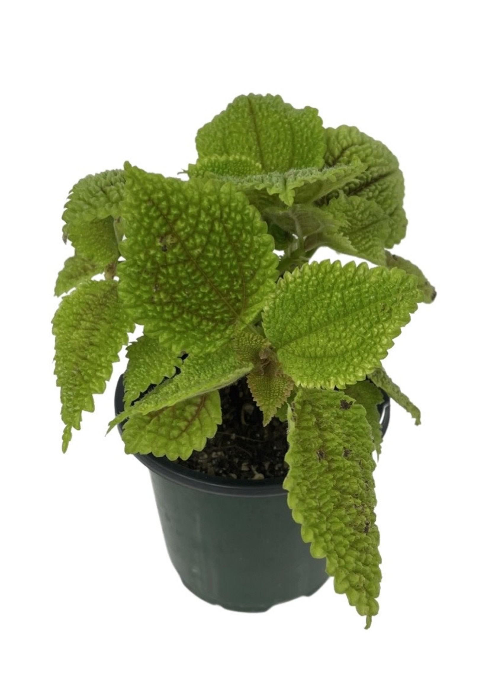 Pilea mollis 'Moon Valley' Quart