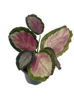 Calathea roseopicta ‘Rosey’ Quart