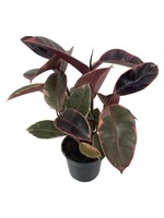 Ficus elastica 'Ruby' Quart