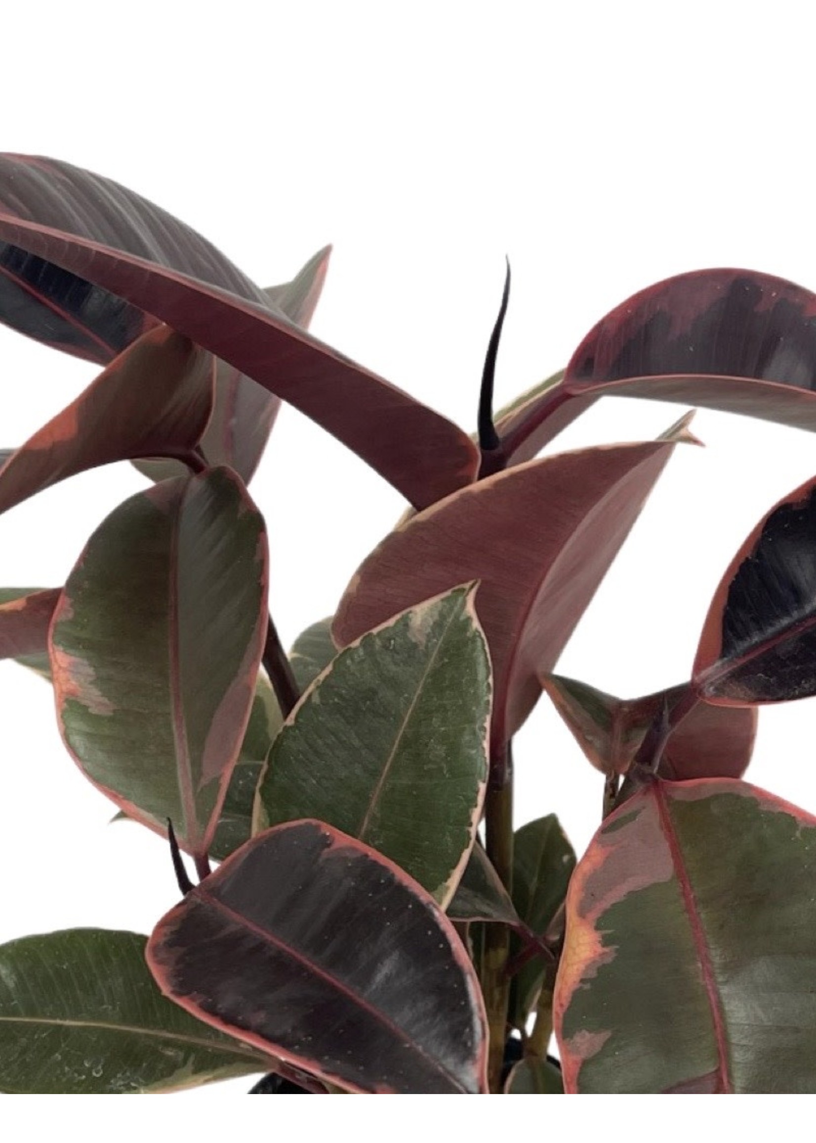 Ficus elastica 'Ruby' Quart