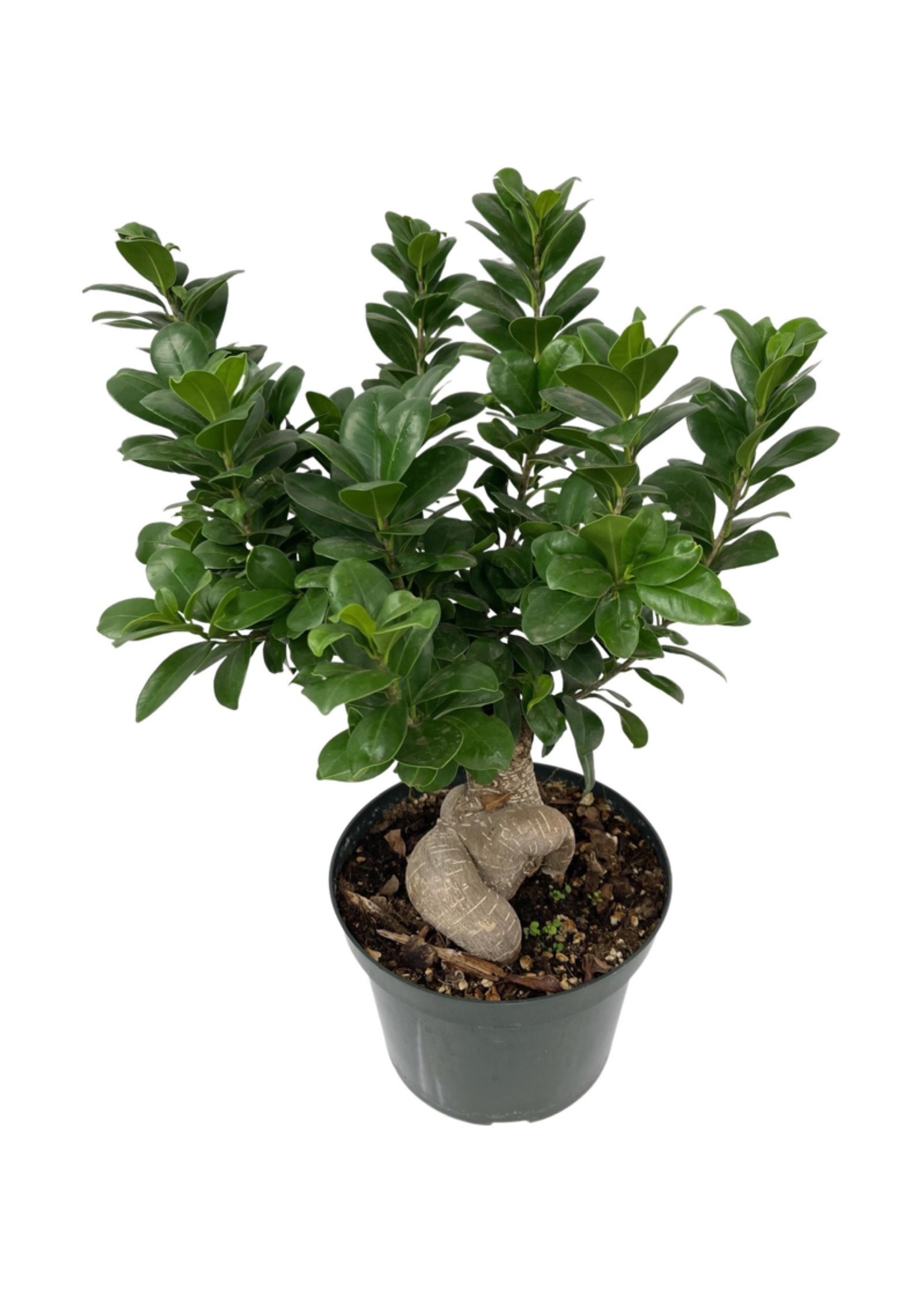 Ginseng Grafted Ficus Bonsai 8 Inch