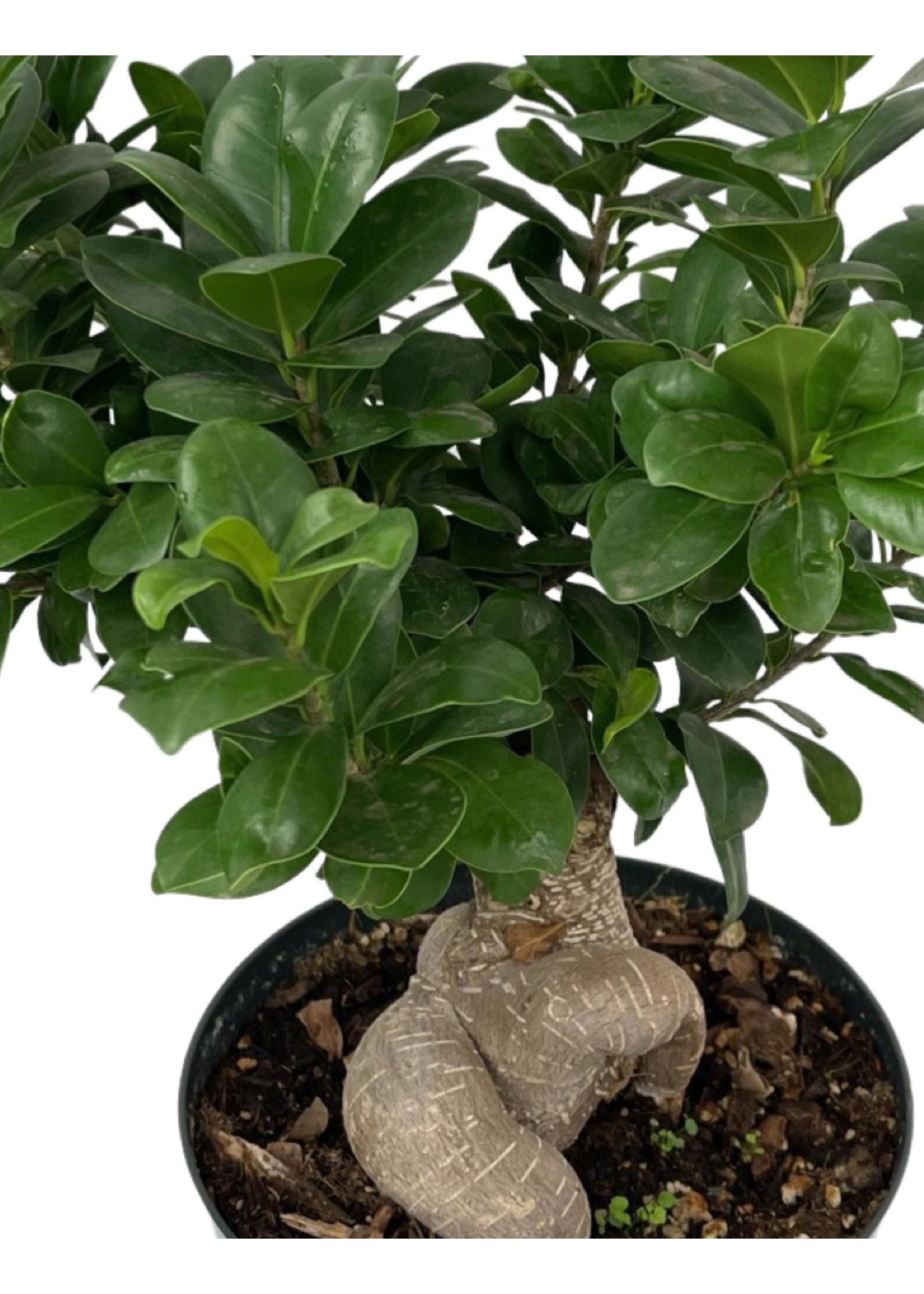 Ginseng Grafted Ficus Bonsai 8 Inch