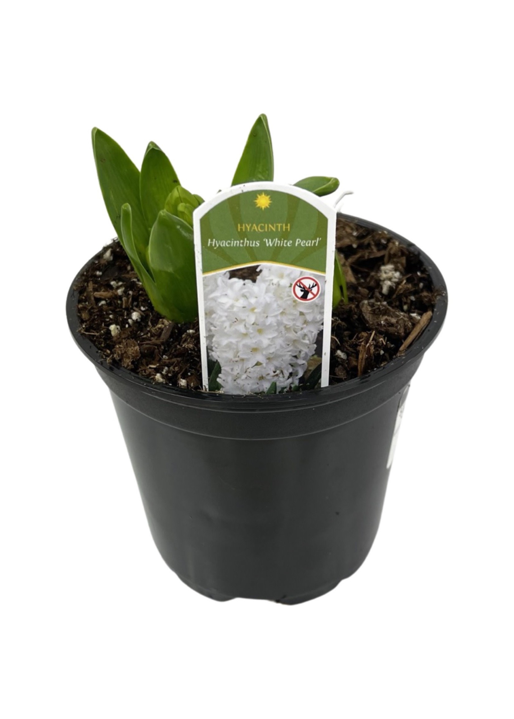 Hyacinth 'White Pearl' 4 Inch