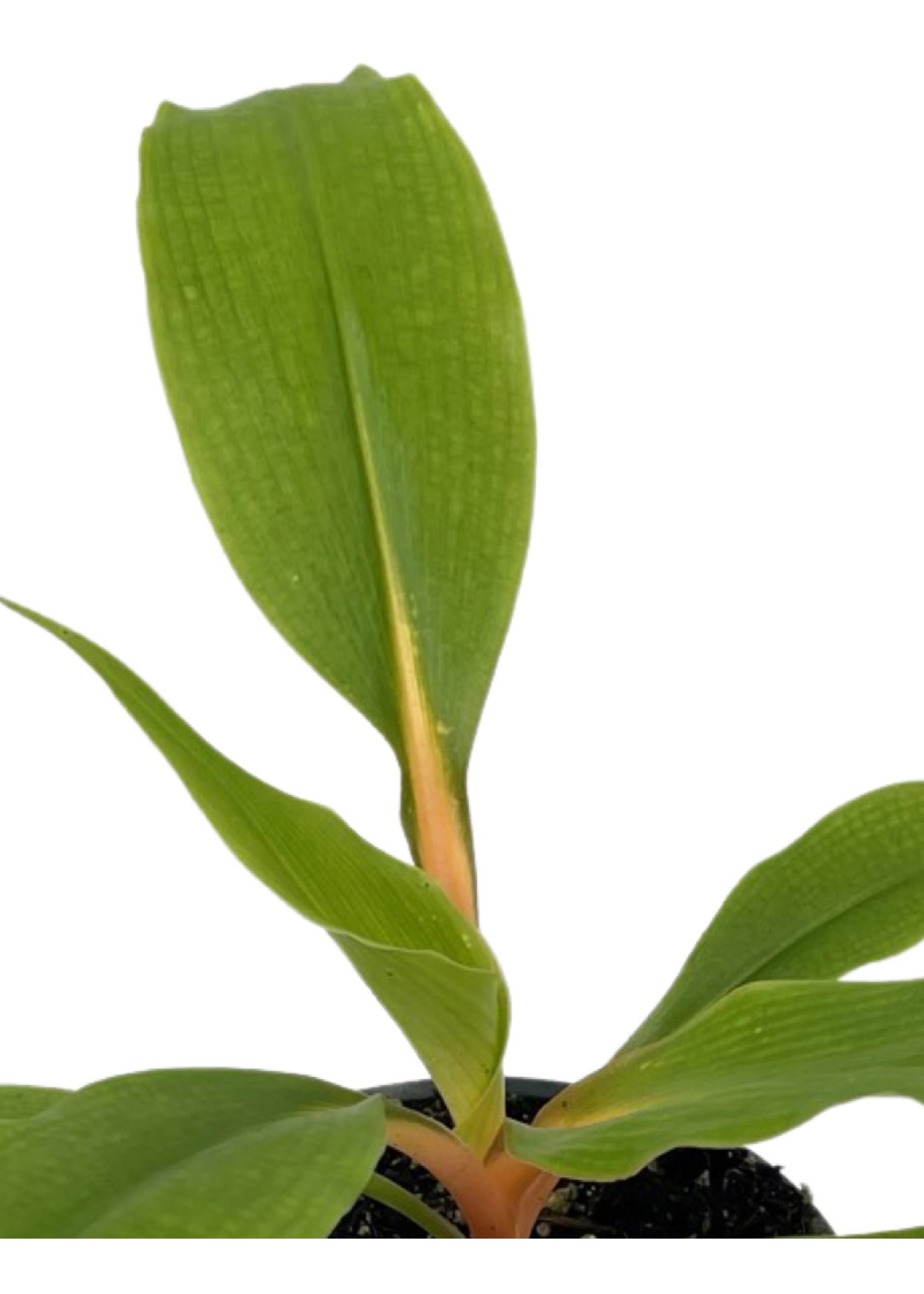 Chlorophytum orchidastrum Quart