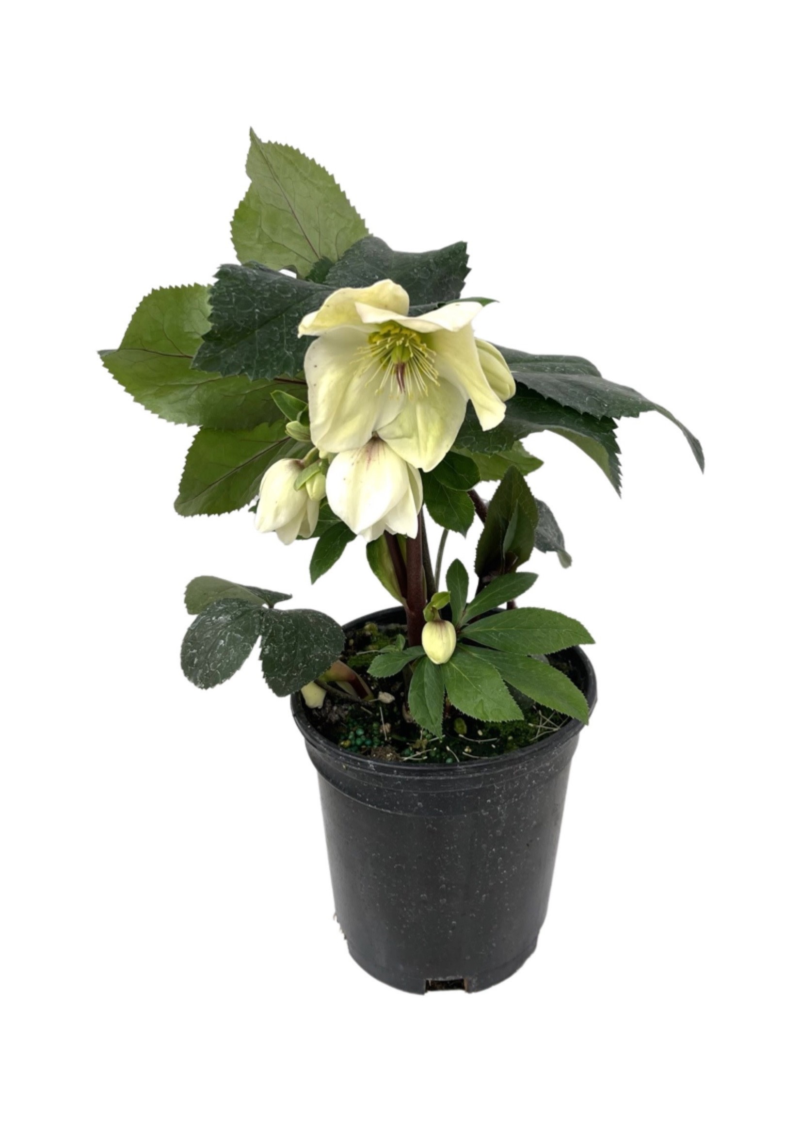 Helleborus 'Ice n' Roses' White 1 Gallon