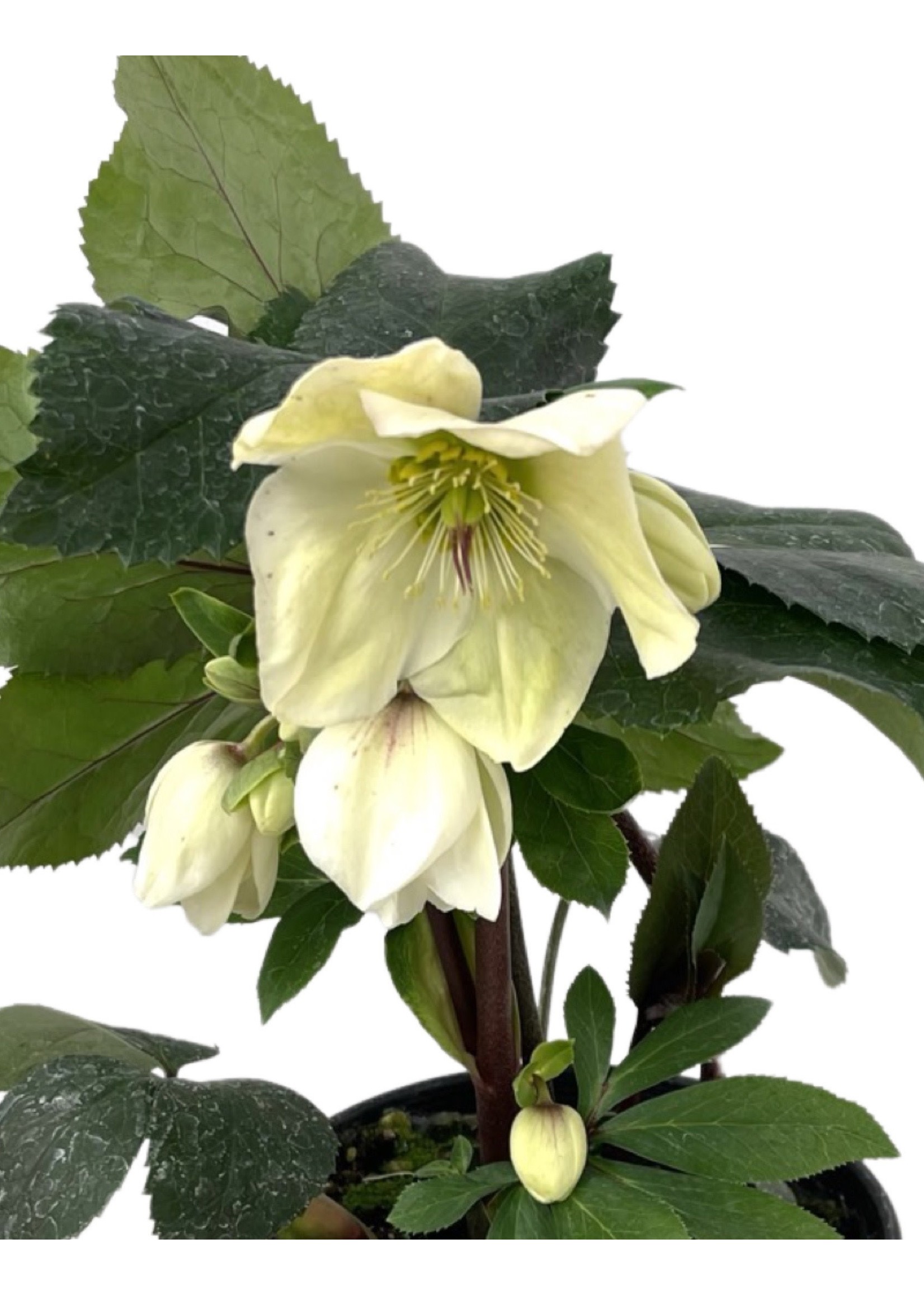 Helleborus 'Ice n' Roses' White 1 Gallon