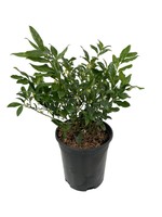 Sarcococca ruscifolia 1 Gallon