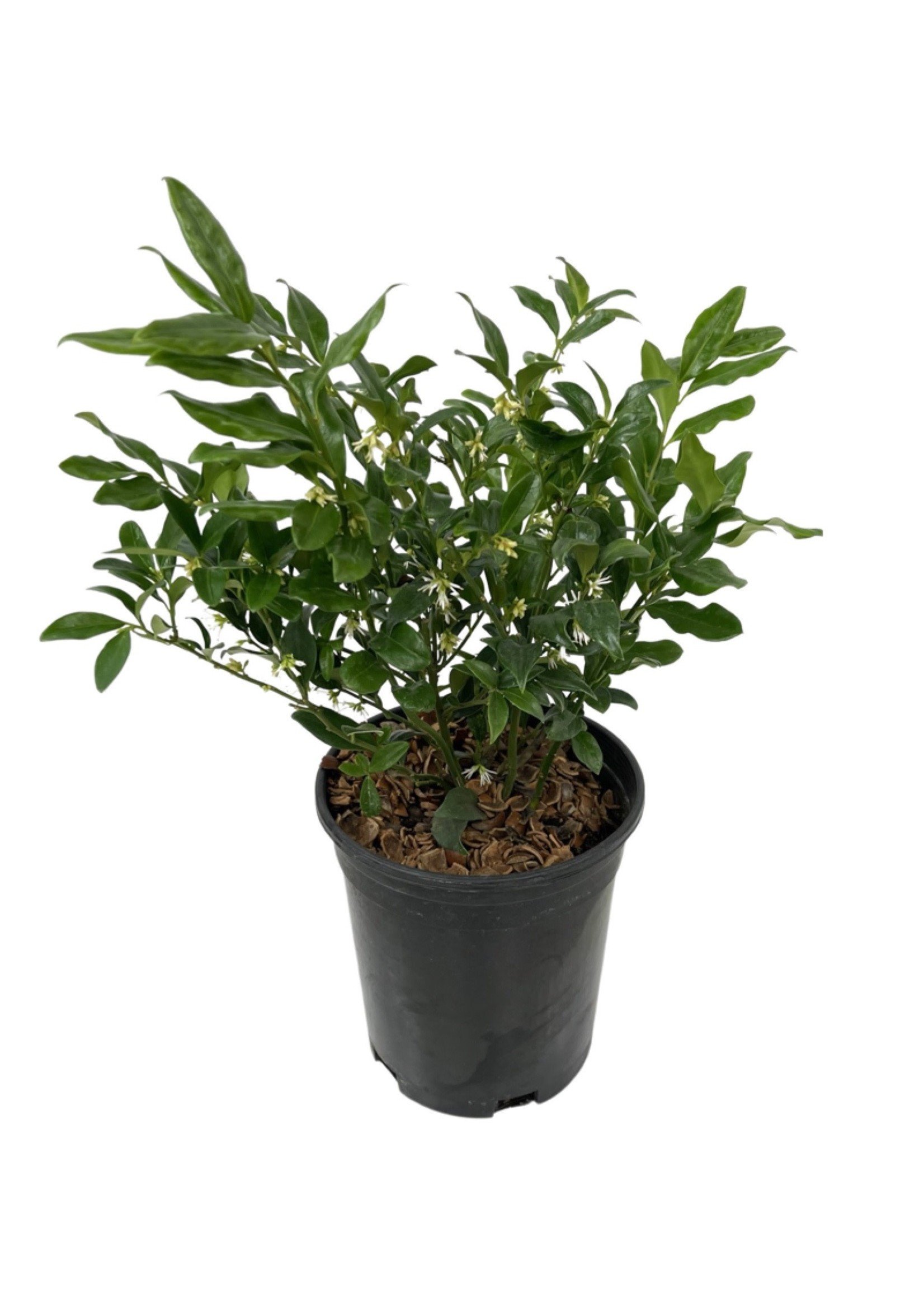 Sarcococca ruscifolia 1 Gallon