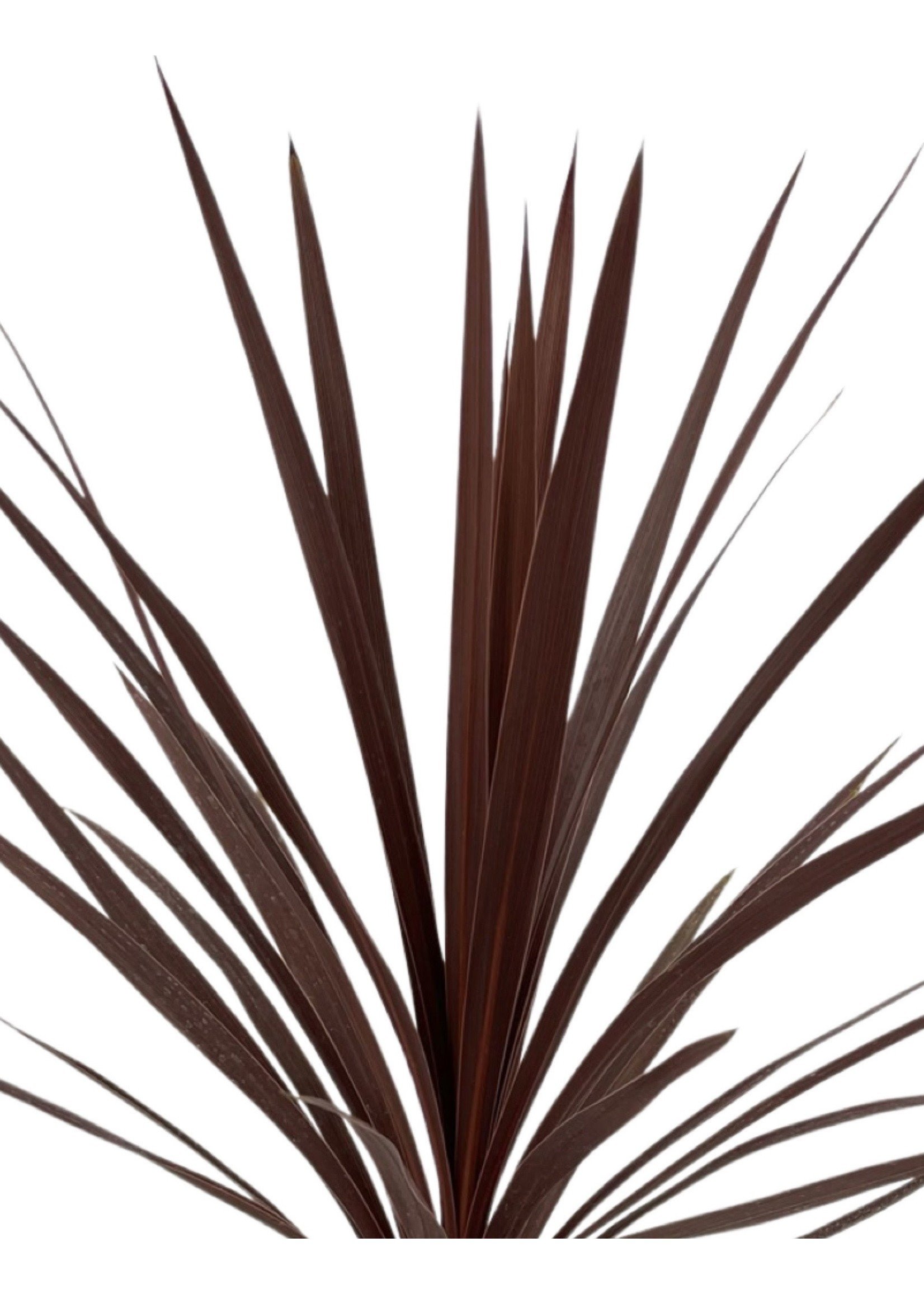 Cordyline australis 'Red Star' 1 Gallon